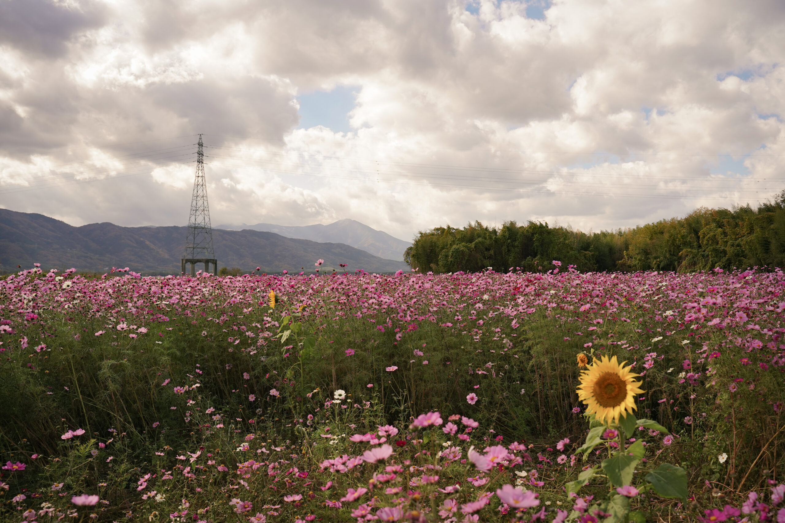 zennyujito_no_cosmos_2025
善入寺島のコスモス2025