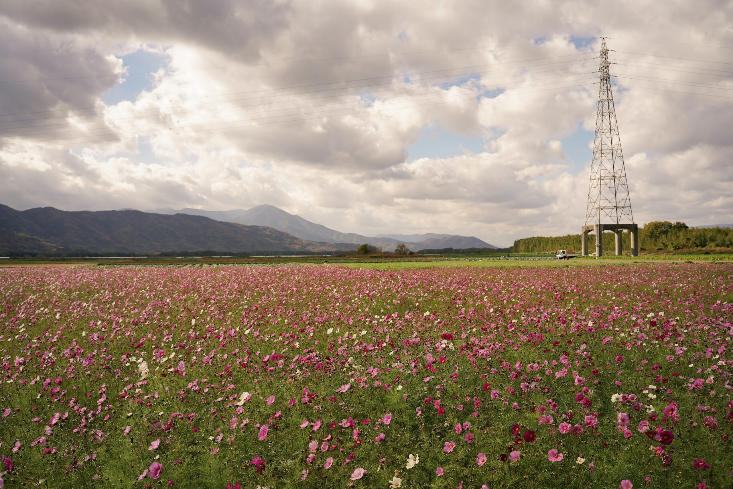 zennyujito_no_cosmos_2025
善入寺島のコスモス2025