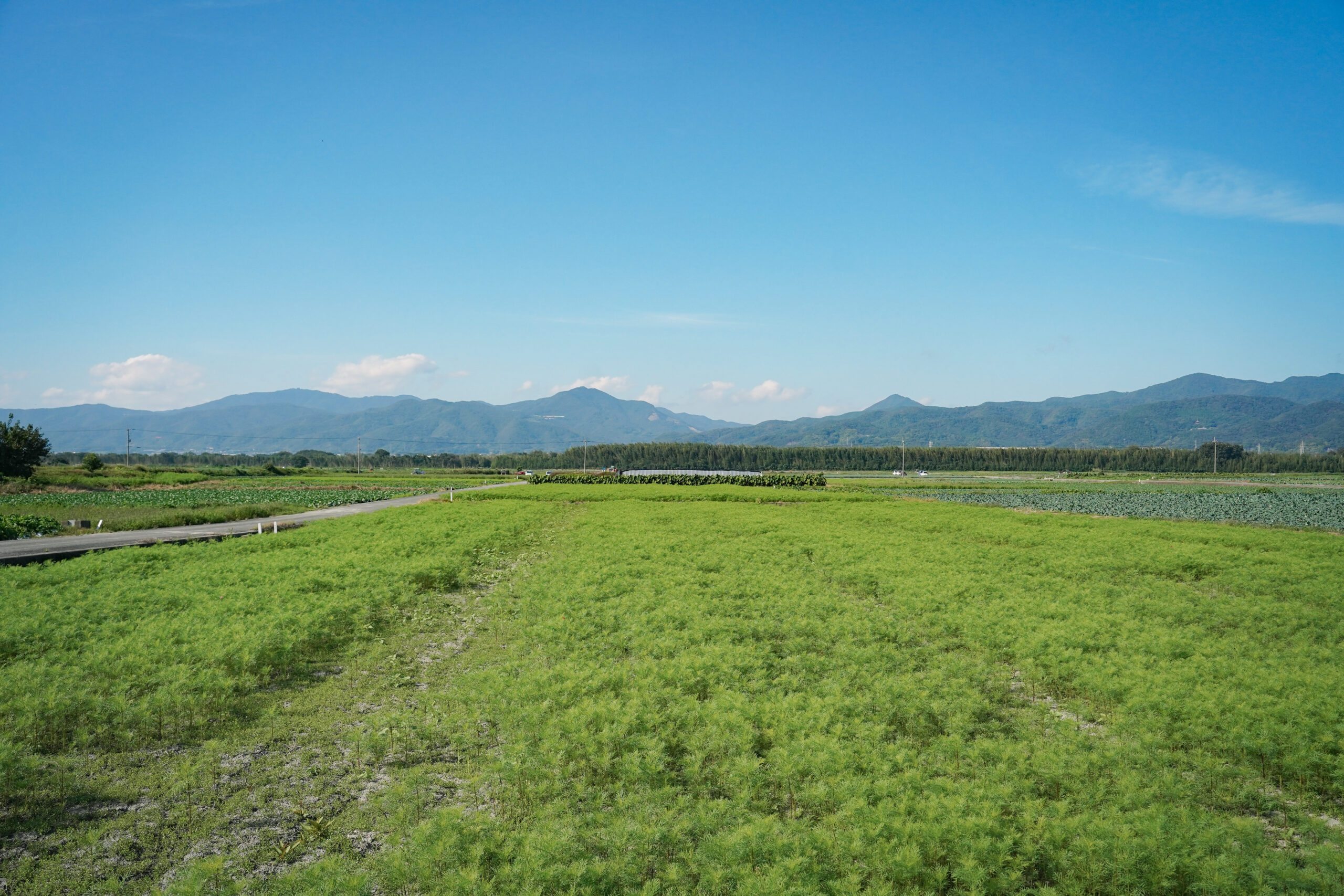 zennyujito_no_cosmos_2025
善入寺島のコスモス2025