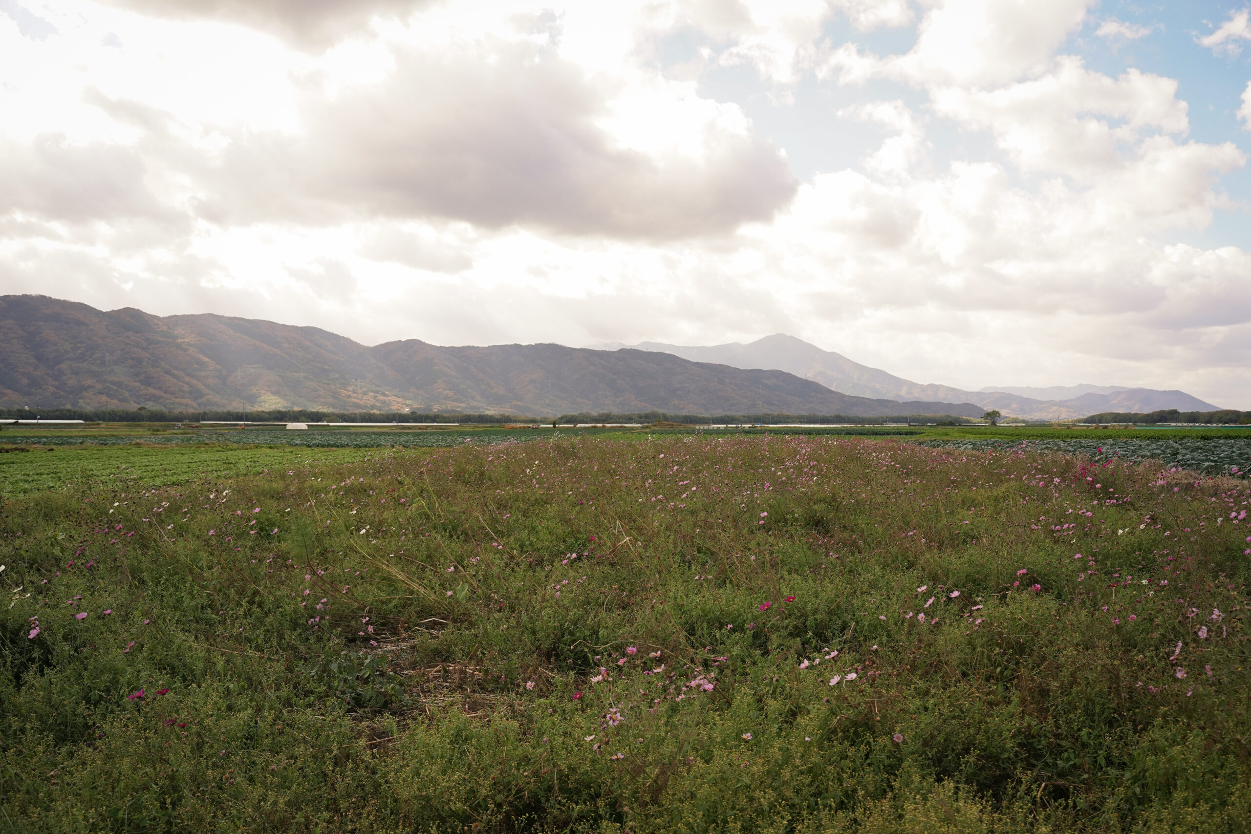 zennyujito_no_cosmos_2025
善入寺島のコスモス2025