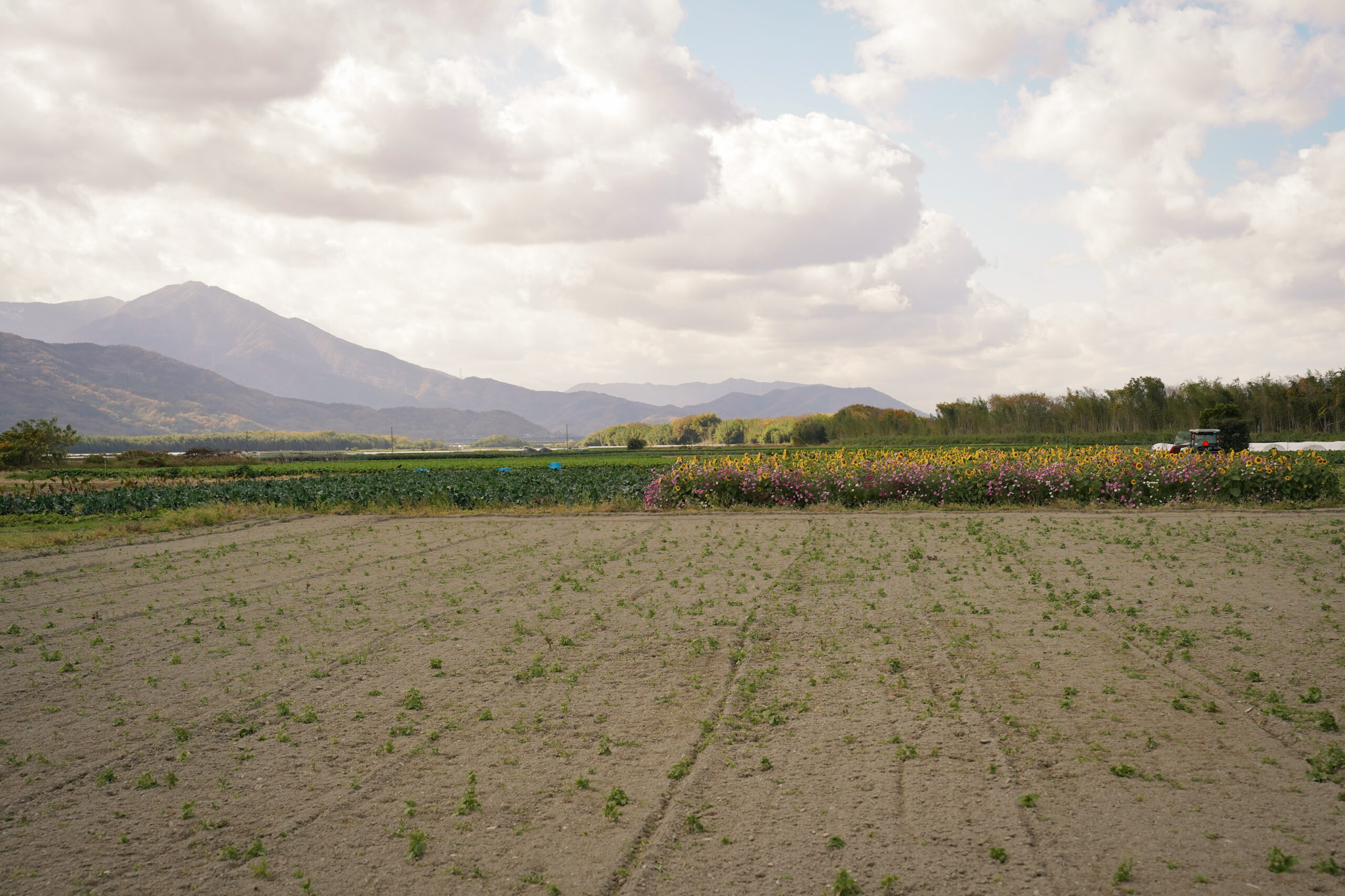 zennyujito_no_cosmos_2025
善入寺島のコスモス2025