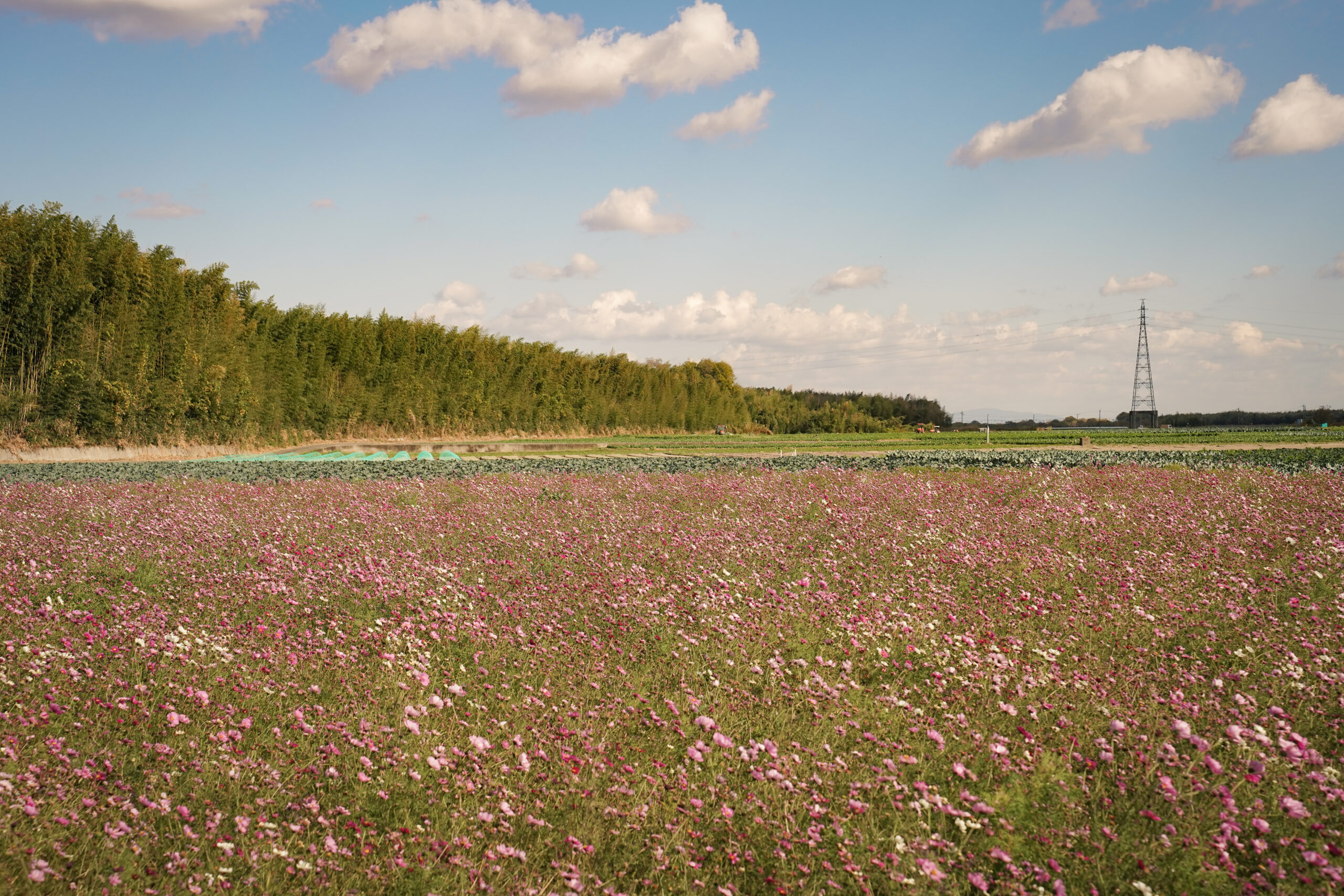zennyujito_no_cosmos_2025
善入寺島のコスモス2025