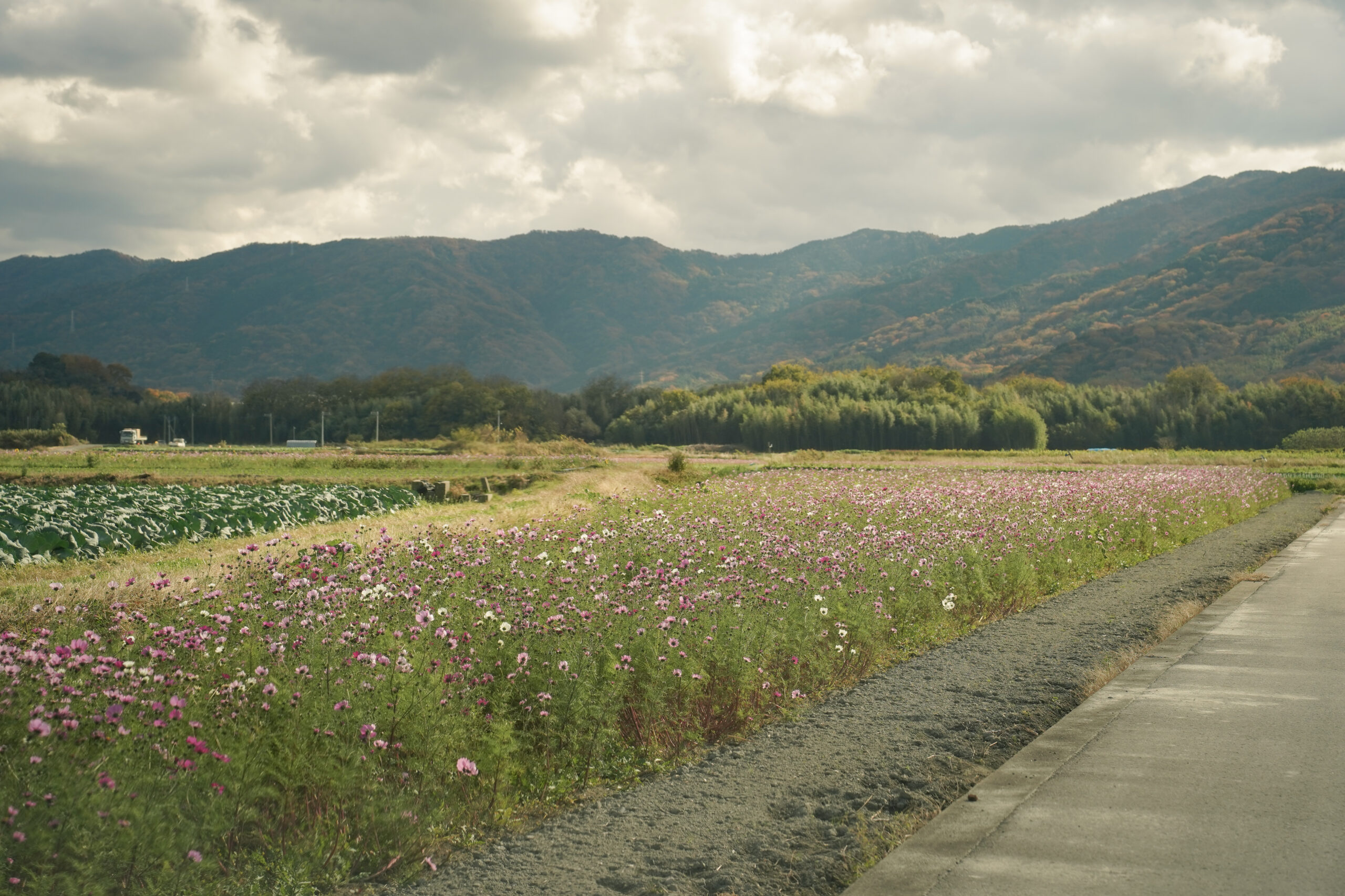zennyujito_no_cosmos_2025
善入寺島のコスモス2025