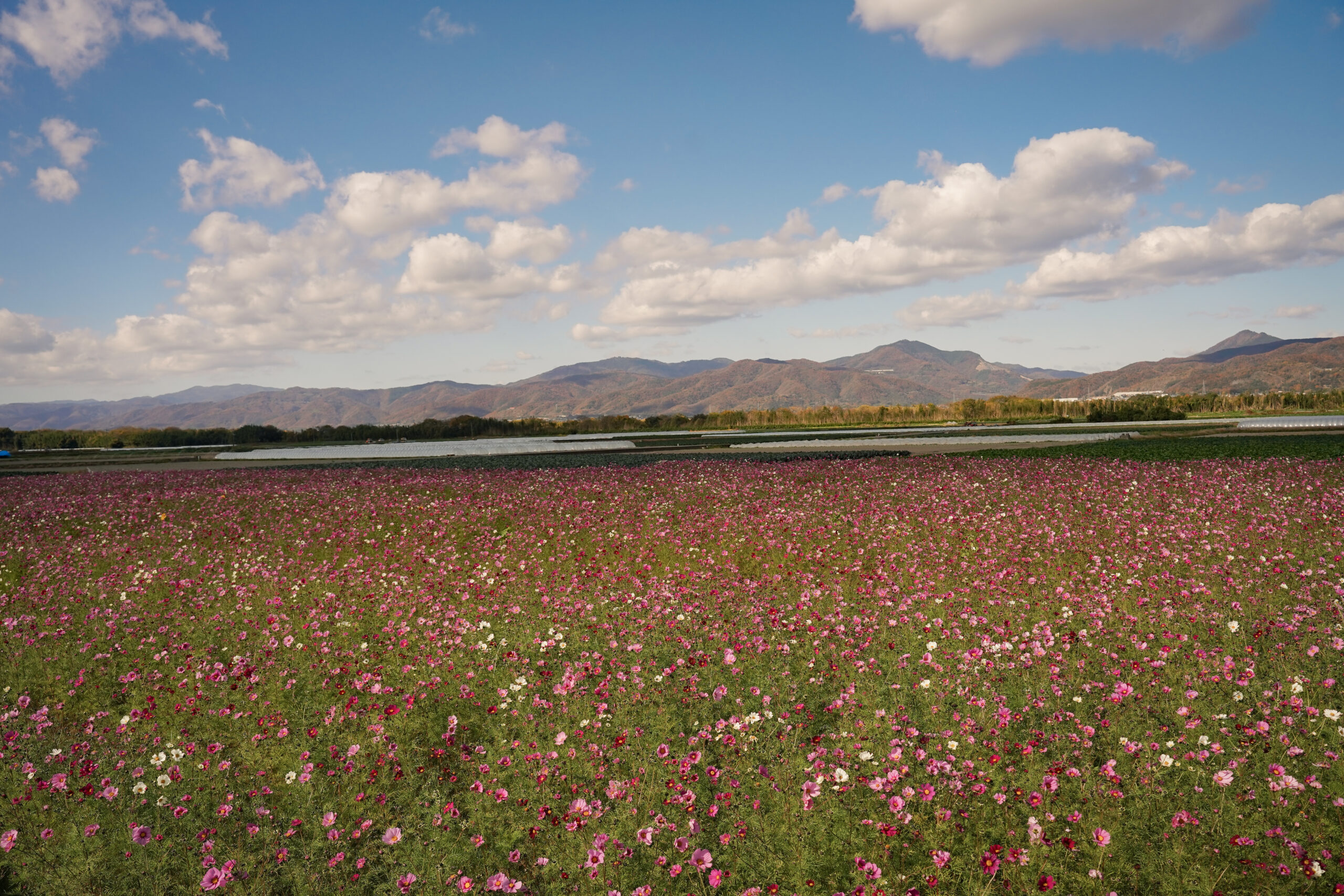 zennyujito_no_cosmos_2025
善入寺島のコスモス2025