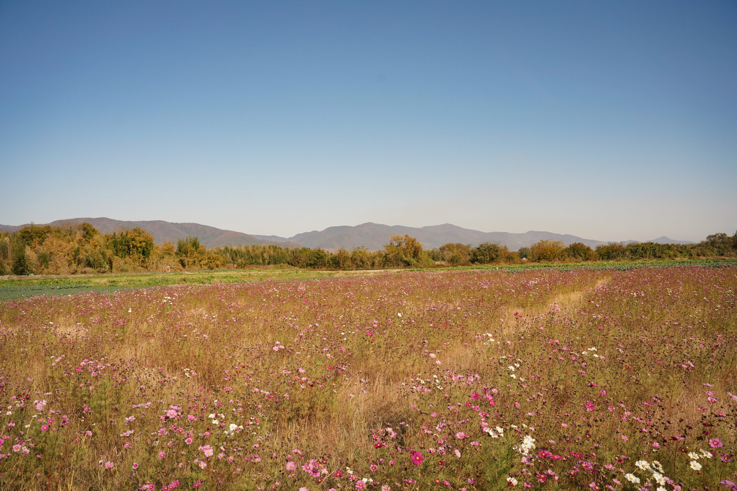 zennyujito_no_cosmos_2025
善入寺島のコスモス2025