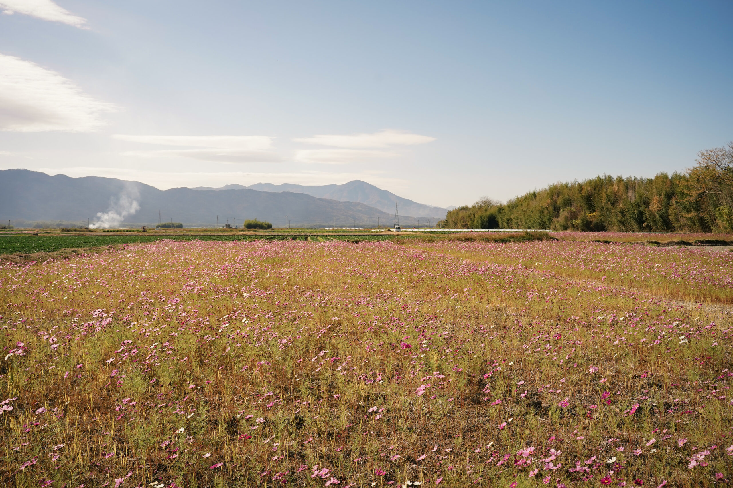 zennyujito_no_cosmos_2025
善入寺島のコスモス2025