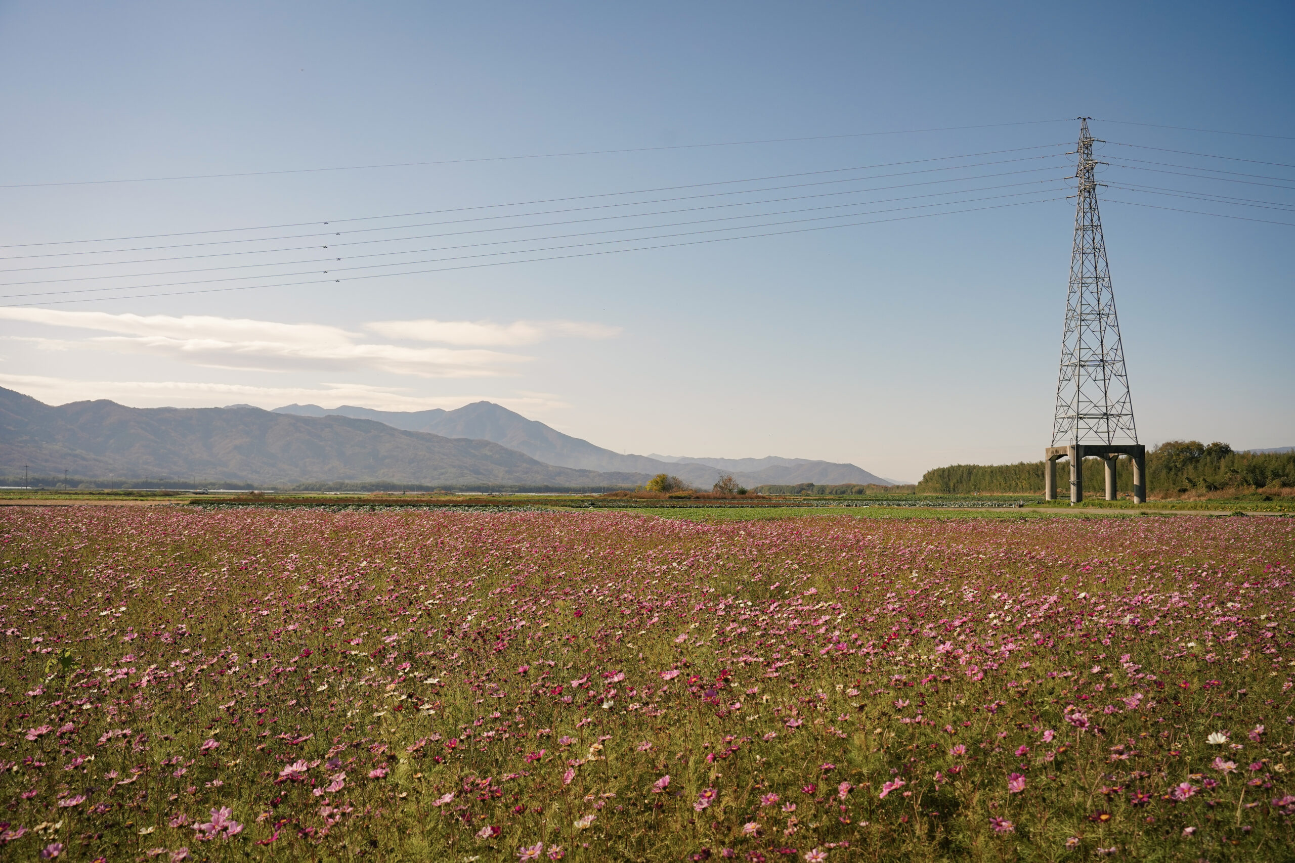 zennyujito_no_cosmos_2025
善入寺島のコスモス2025