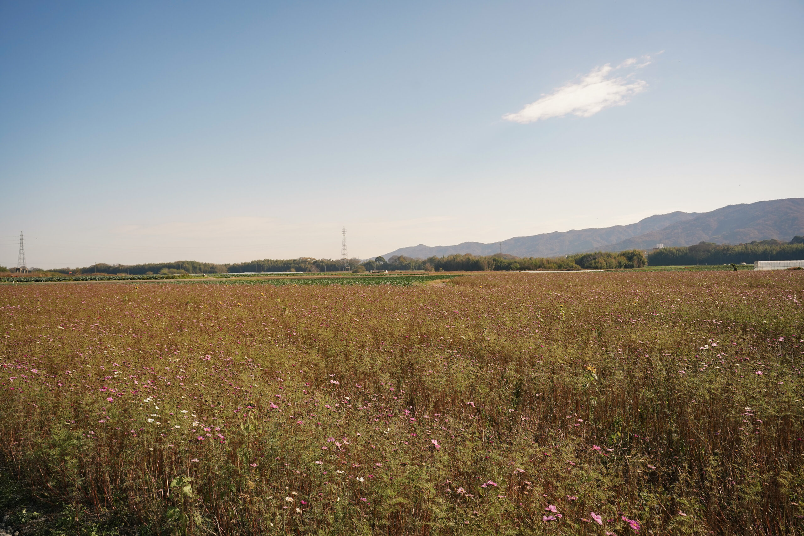 zennyujito_no_cosmos_2025
善入寺島のコスモス2025