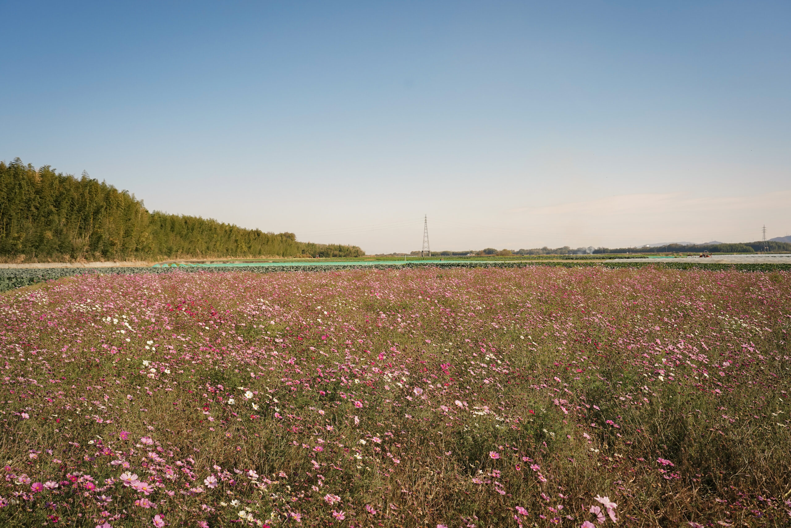 zennyujito_no_cosmos_2025
善入寺島のコスモス2025