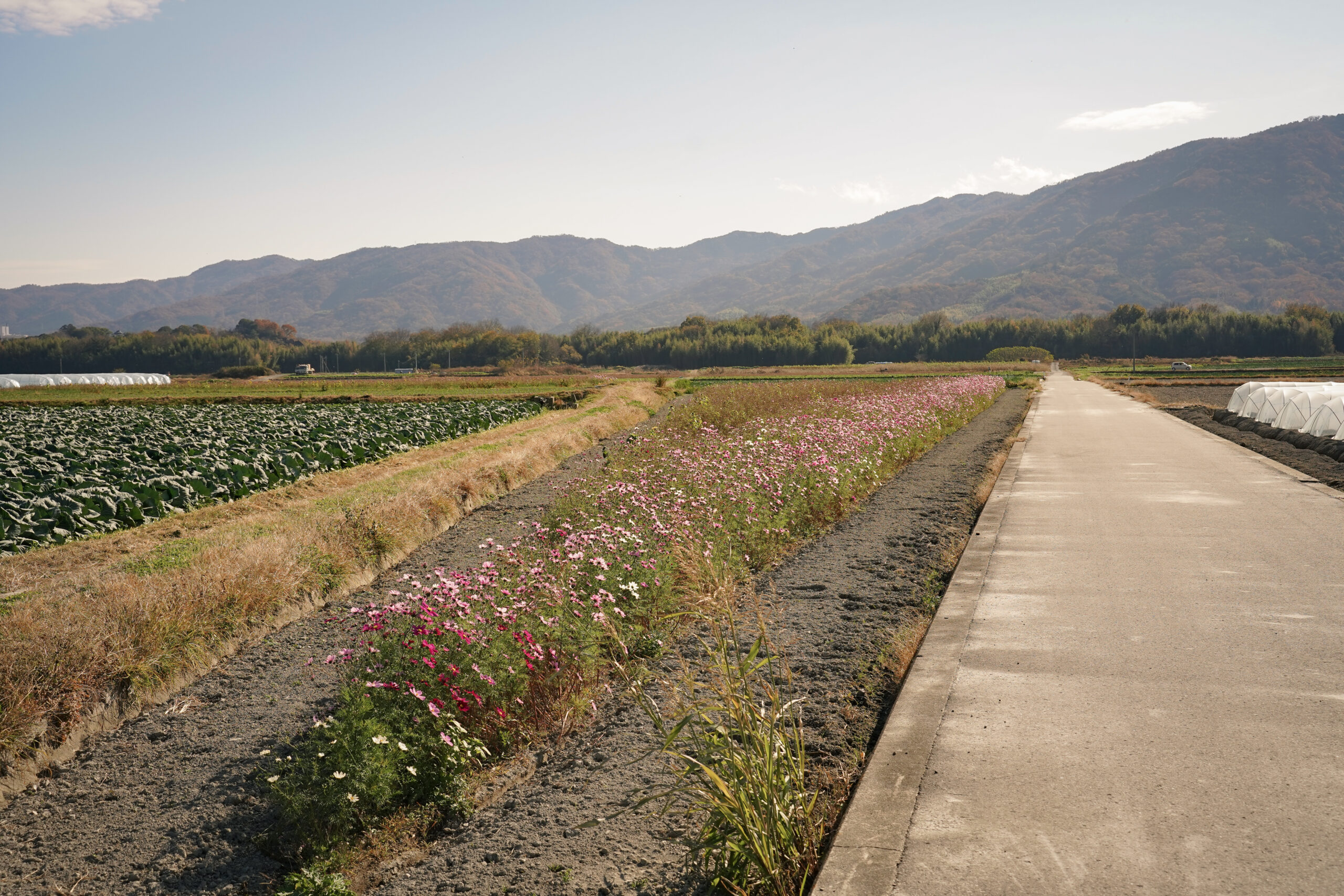 zennyujito_no_cosmos_2025
善入寺島のコスモス2025