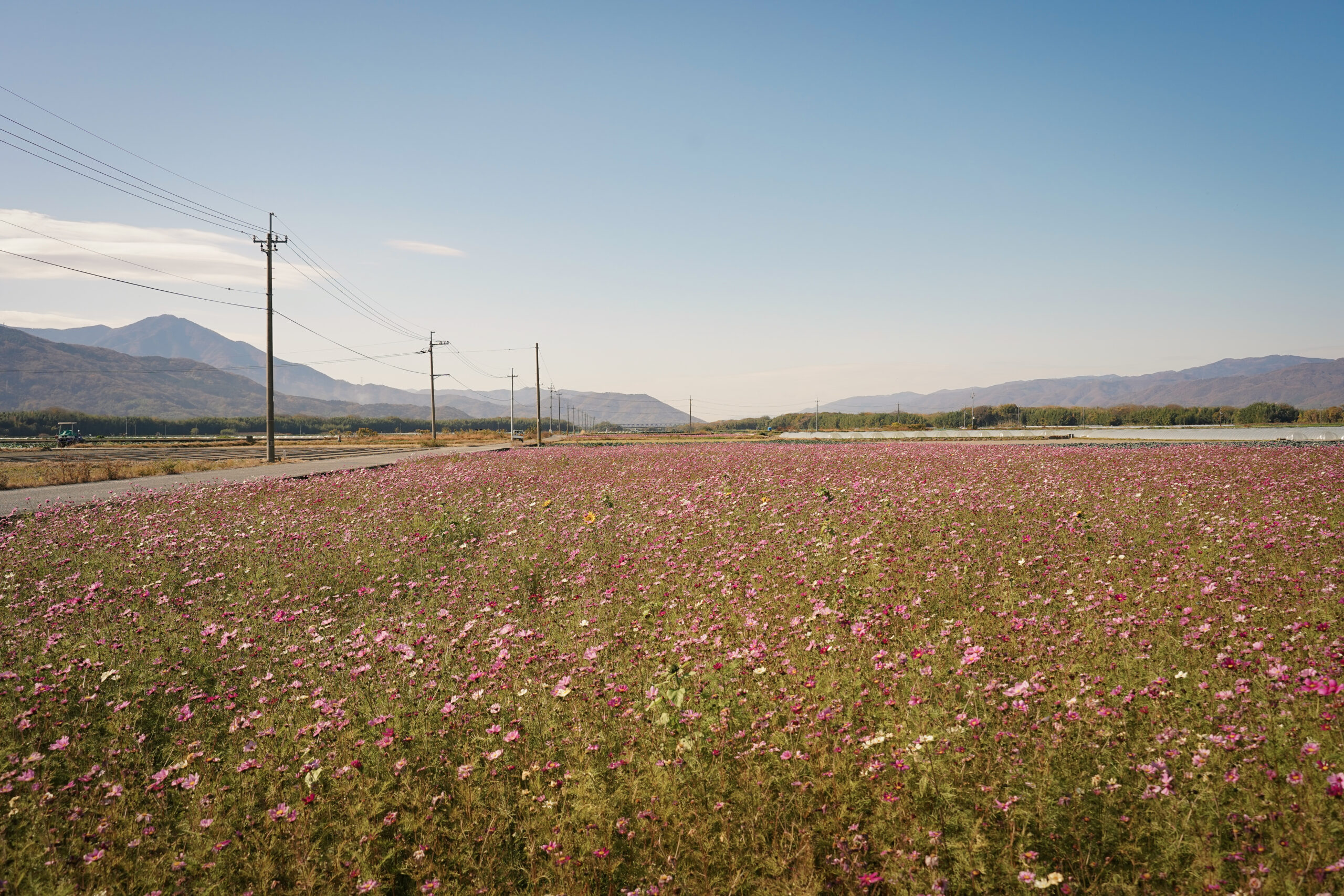 zennyujito_no_cosmos_2025
善入寺島のコスモス2025
