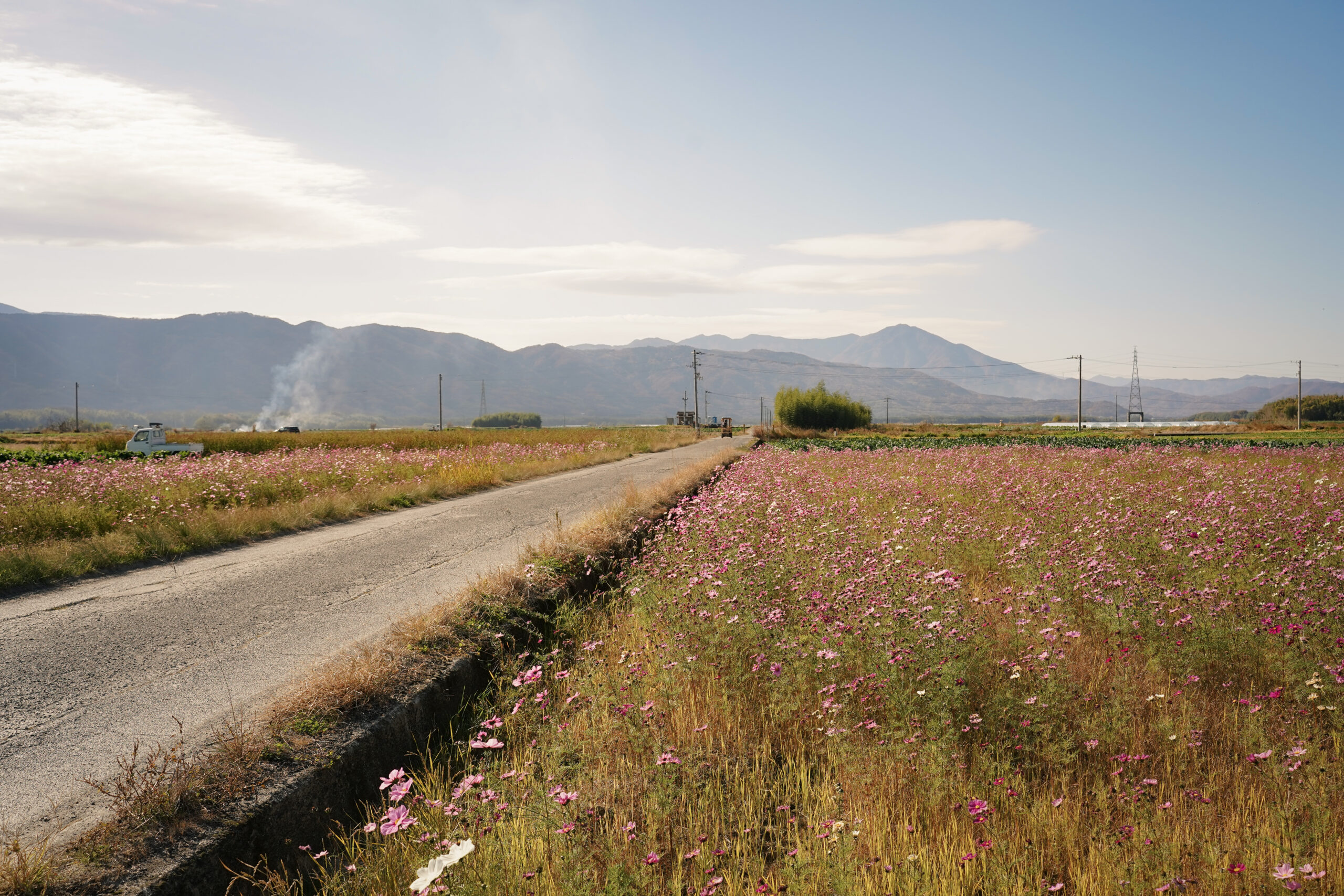 zennyujito_no_cosmos_2025
善入寺島のコスモス2025