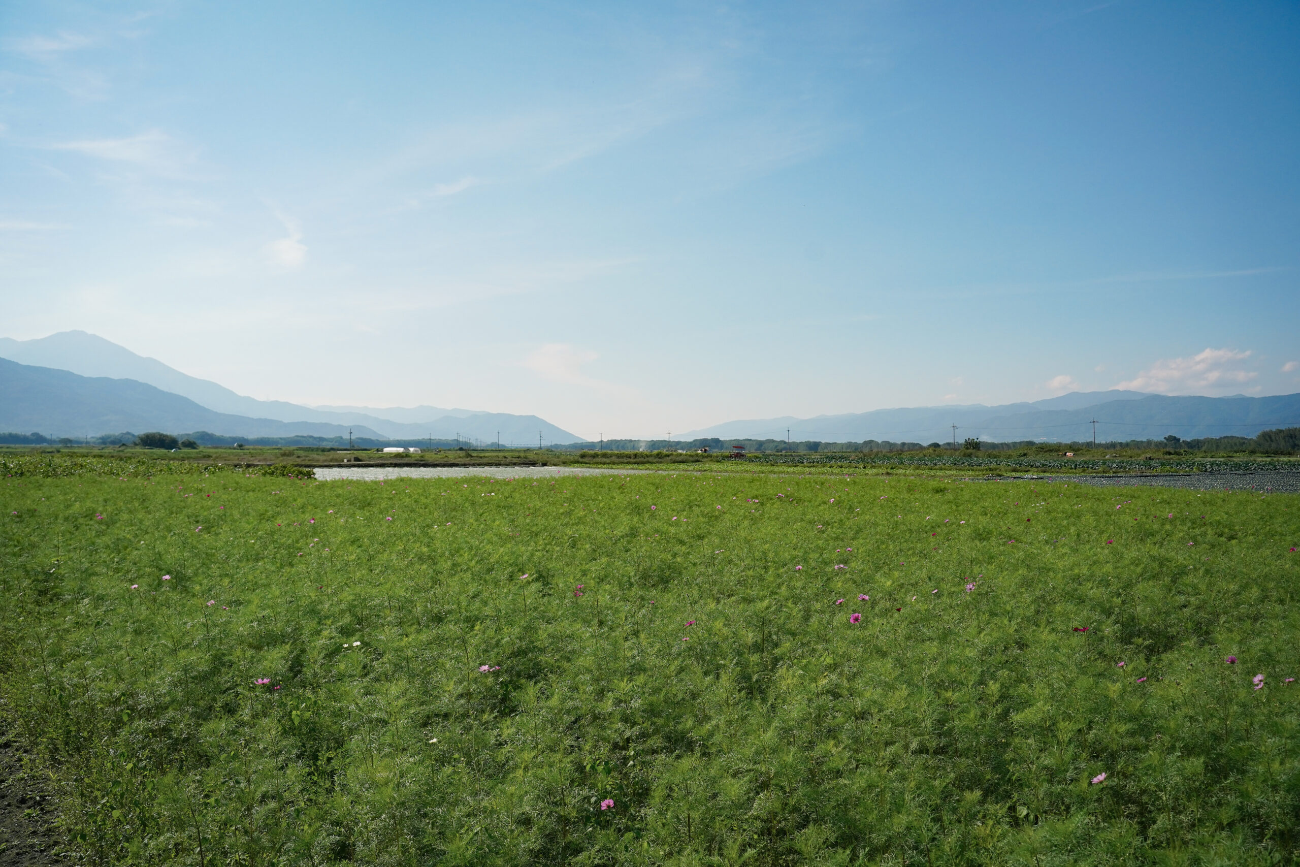 zennyujito_no_cosmos_2025
善入寺島のコスモス2025