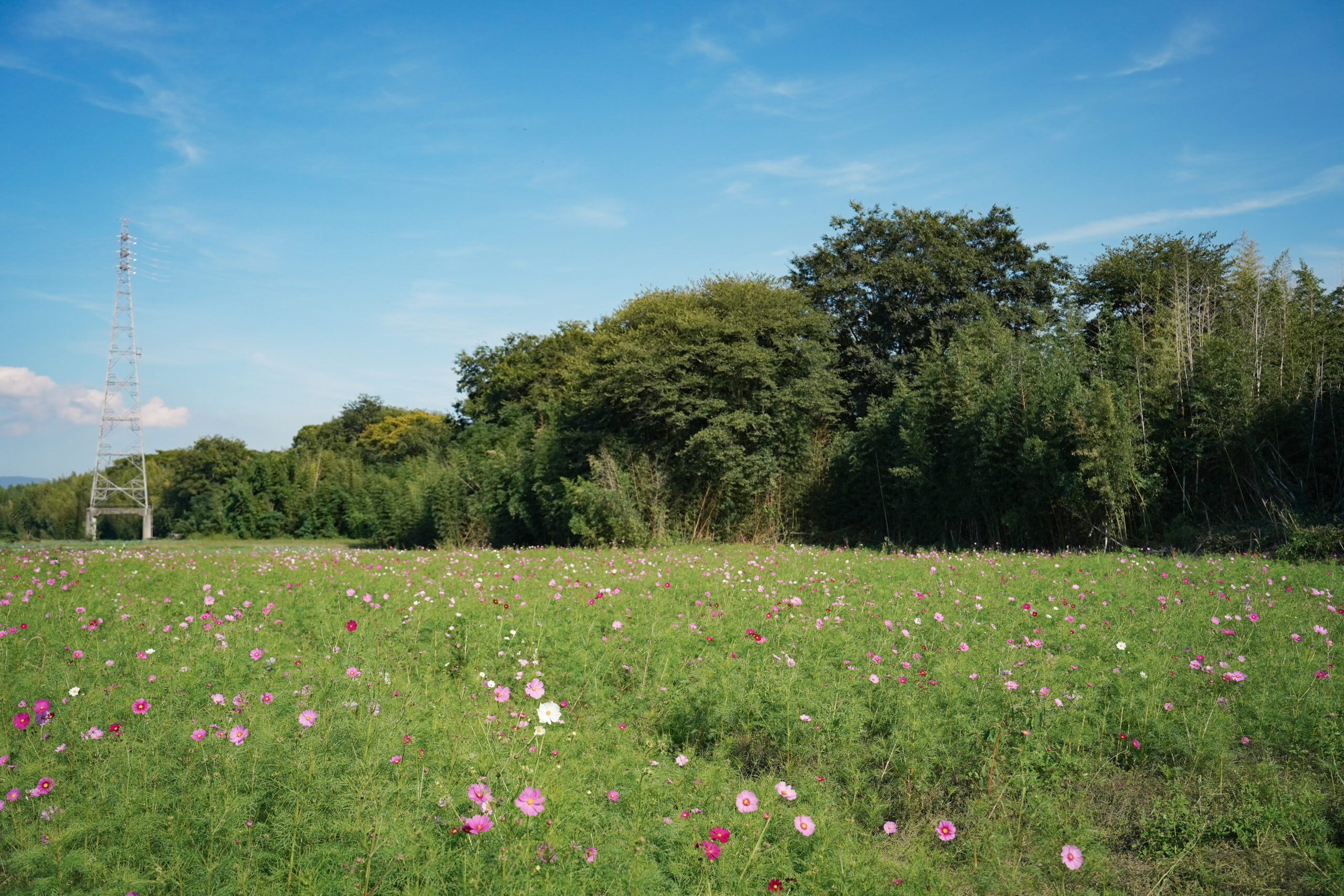zennyujito_no_cosmos_2025
善入寺島のコスモス2025