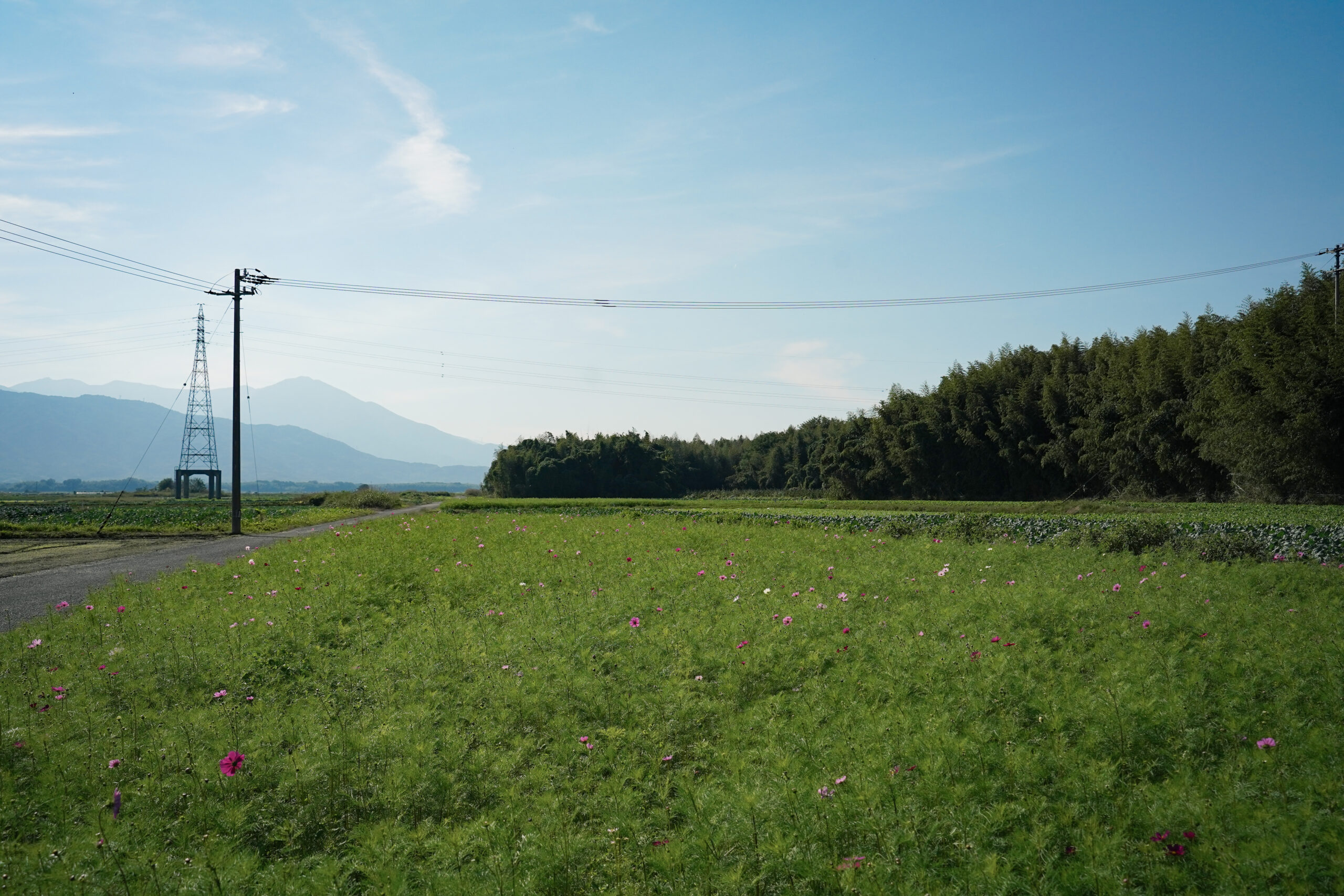 zennyujito_no_cosmos_2025
善入寺島のコスモス2025