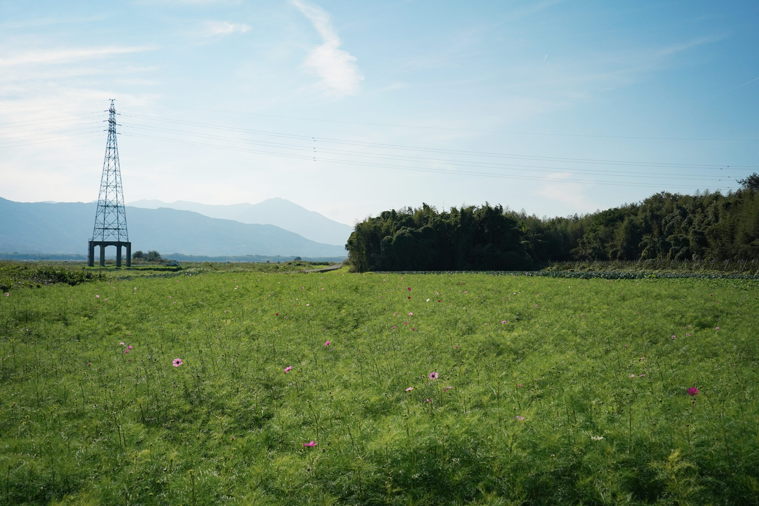 zennyujito_no_cosmos_2025
善入寺島のコスモス2025