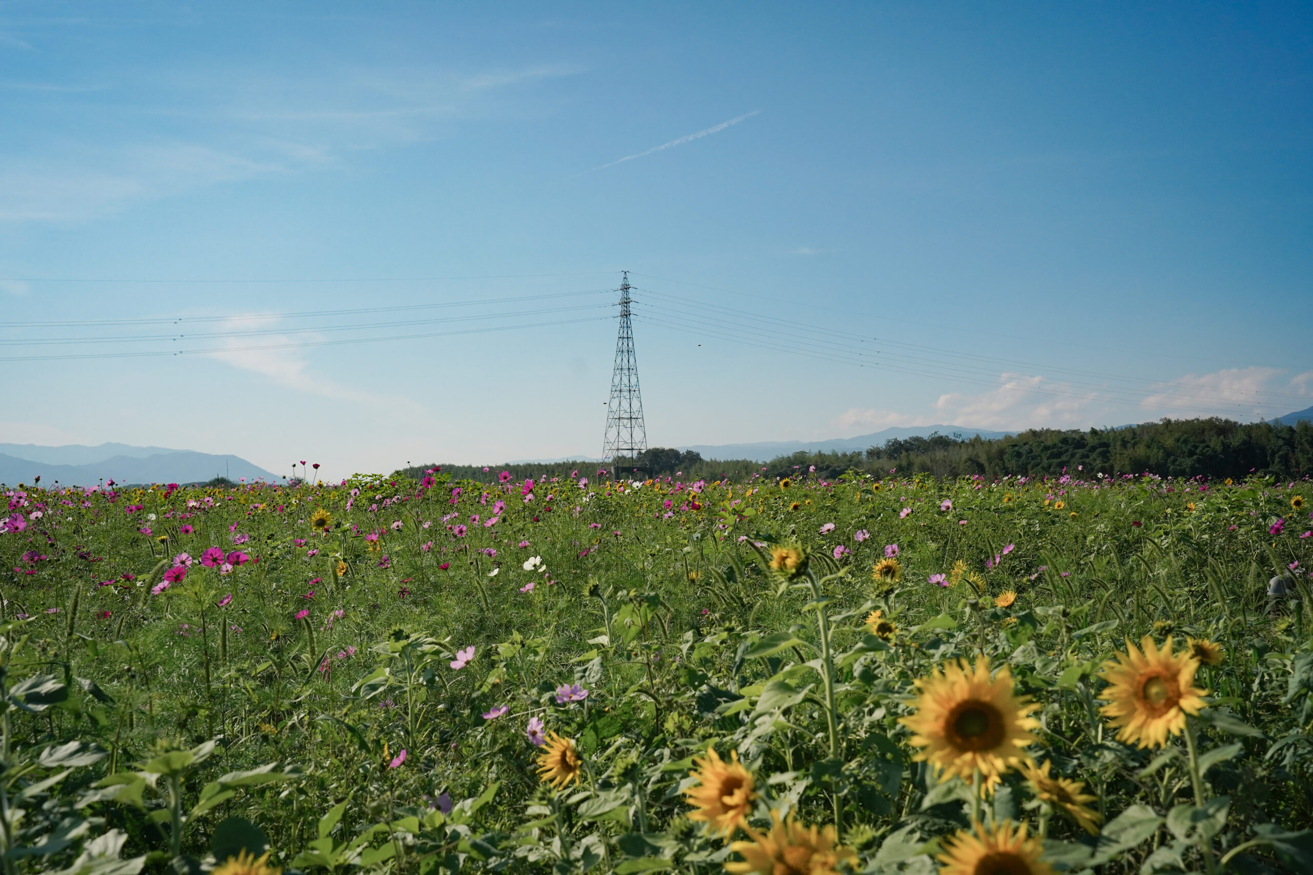 zennyujito_no_cosmos_2025
善入寺島のコスモス2025