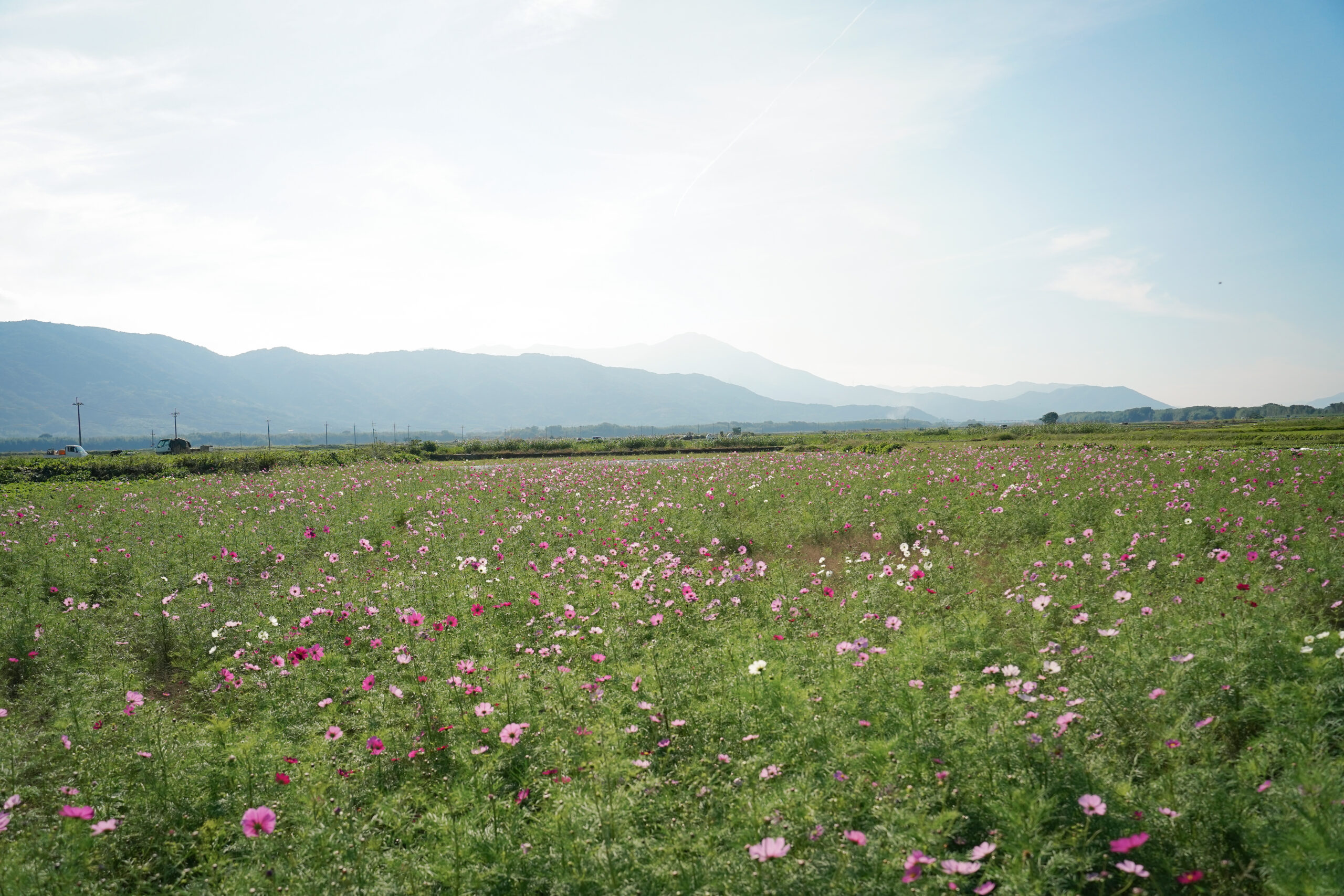 zennyujito_no_cosmos_2025
善入寺島のコスモス2025