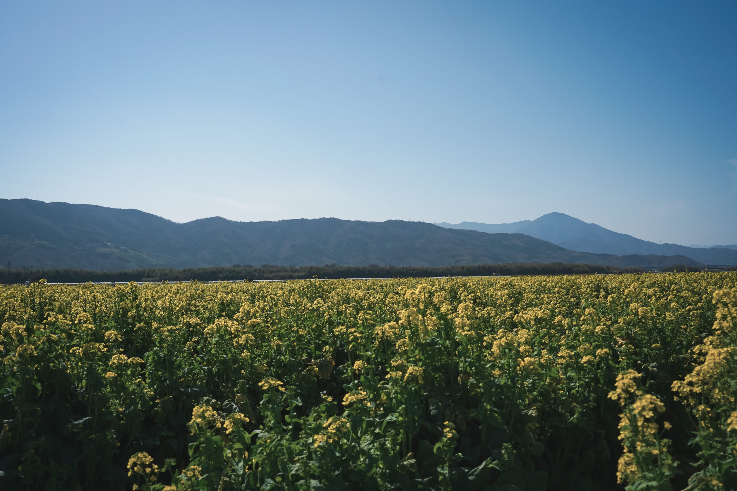 善入寺島の菜の花 2026 | 開花状況