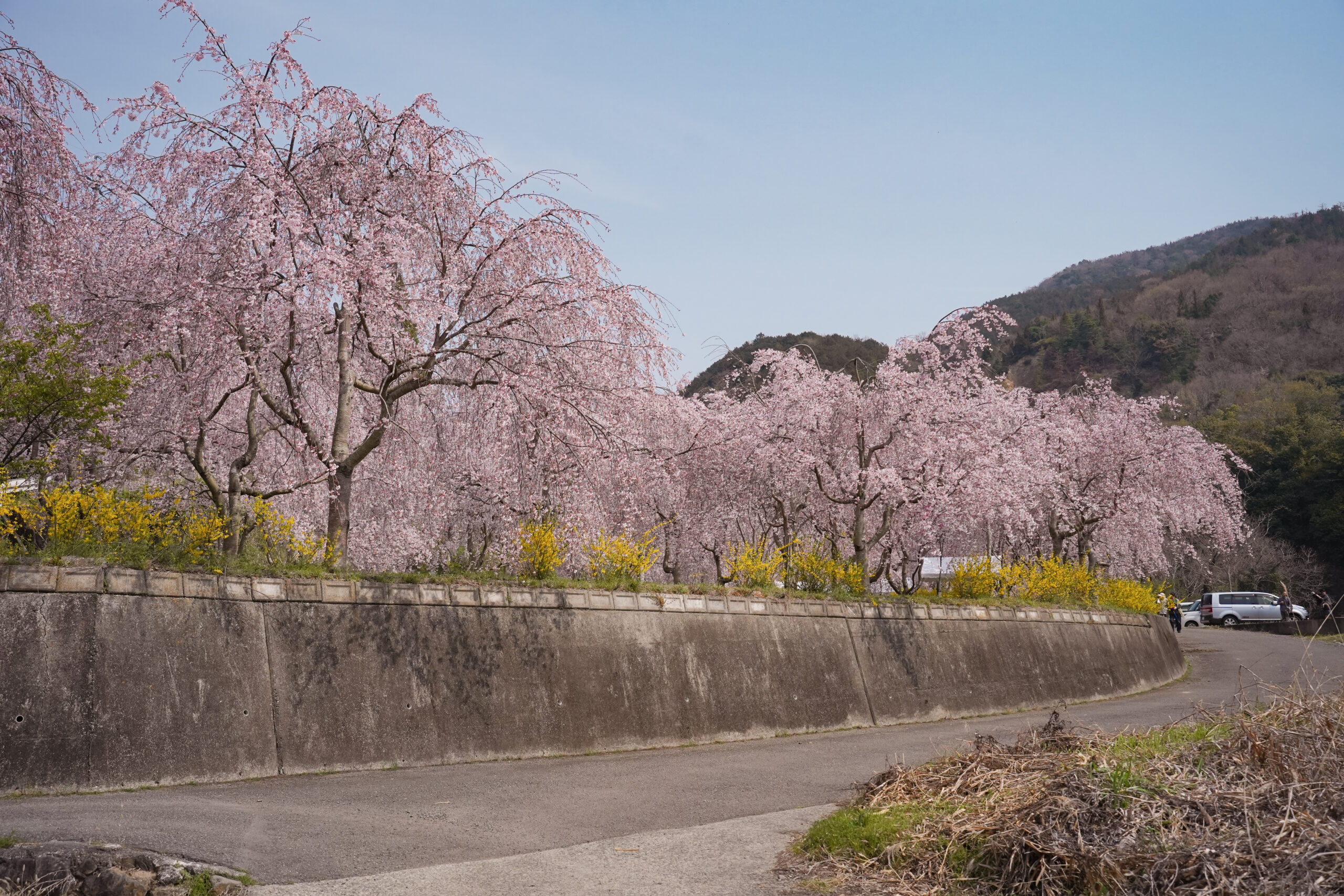 阿波市の桜(2026) | 開花状況や名所まとめ