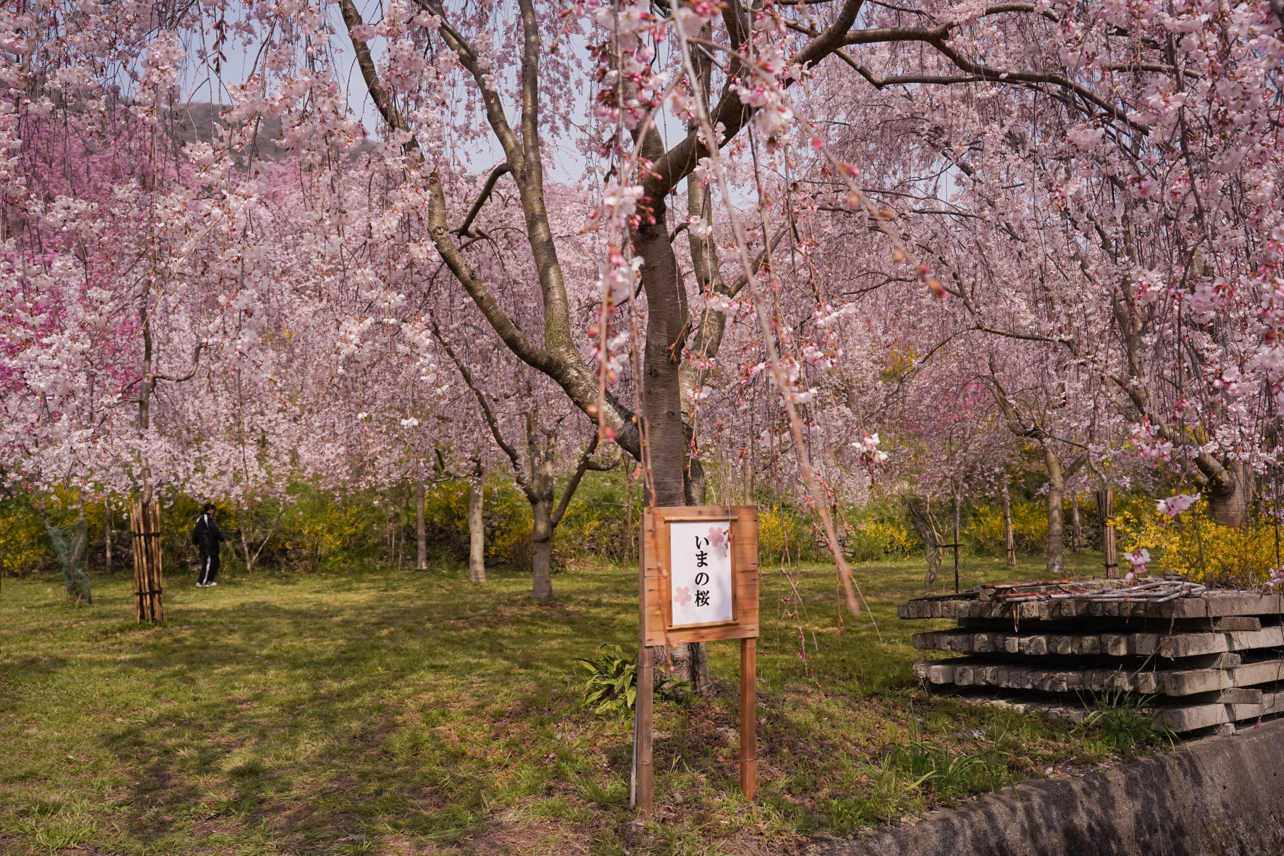 阿波市の桜(2026) | 開花状況や名所まとめ