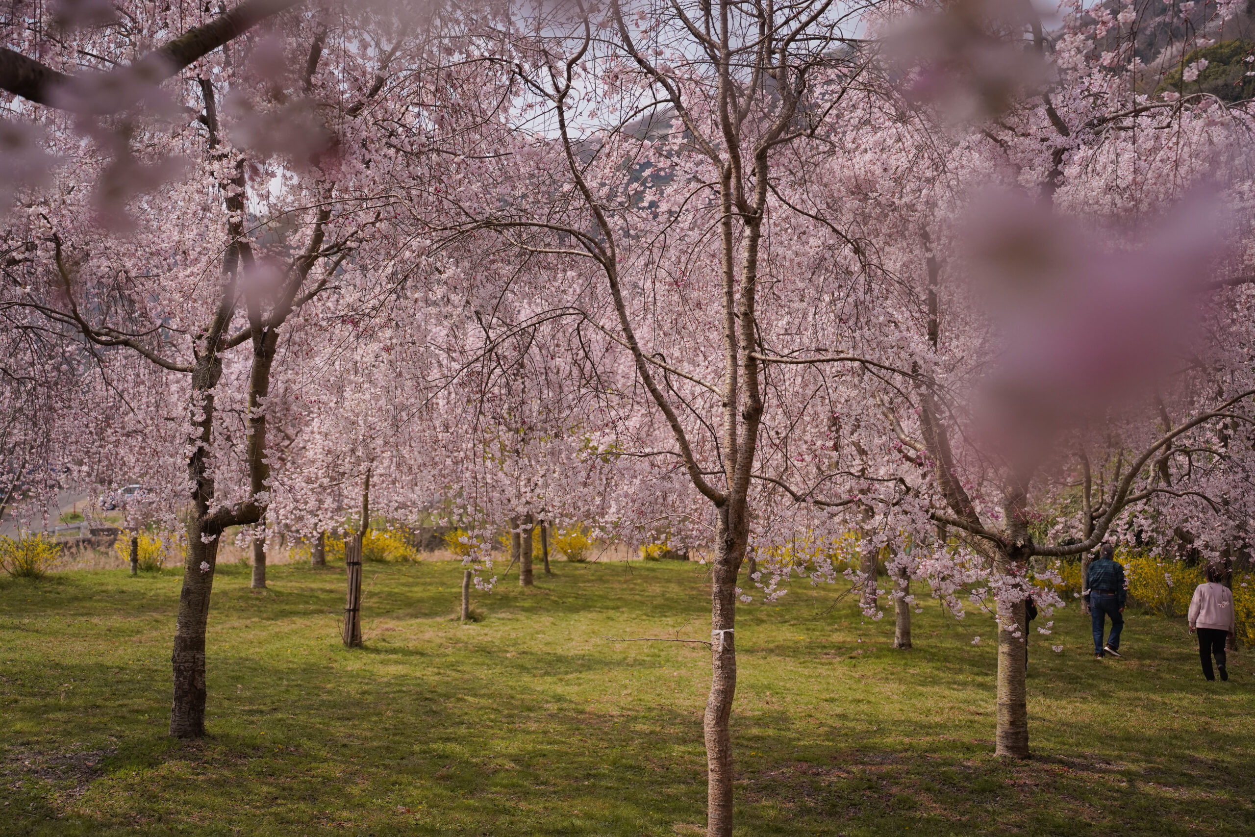 阿波市の桜(2026) | 開花状況や名所まとめ