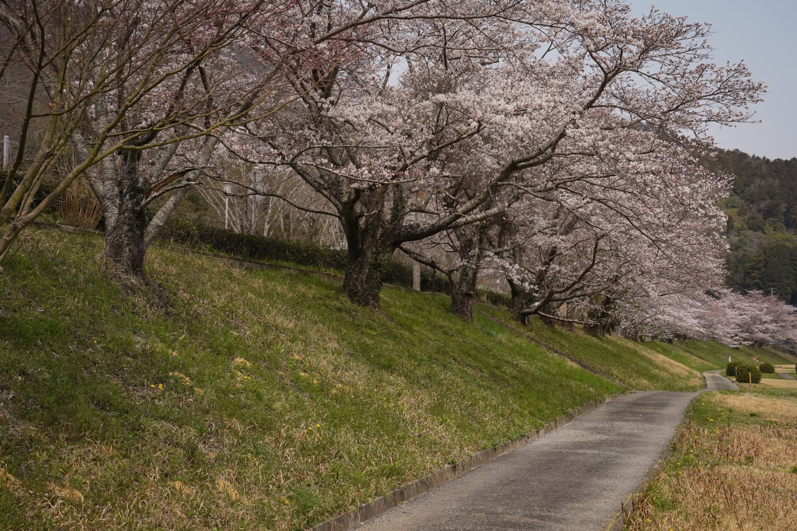 阿波市の桜(2026) | 開花状況や名所まとめ