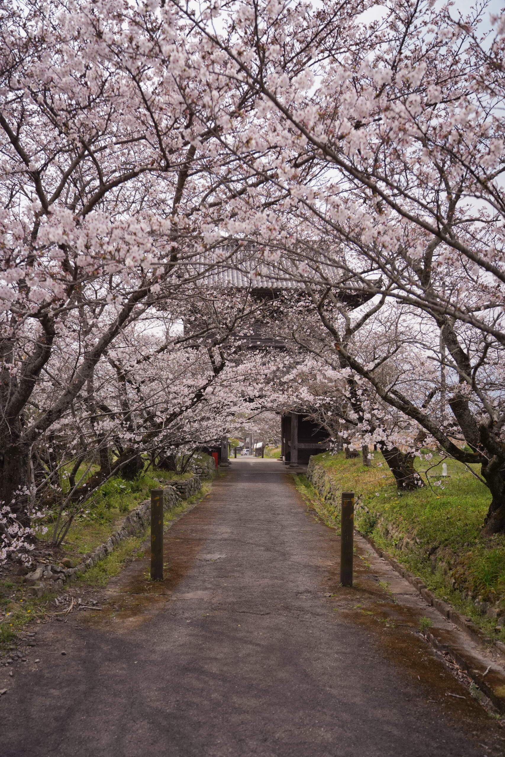 阿波市の桜(2026) | 開花状況や名所まとめ