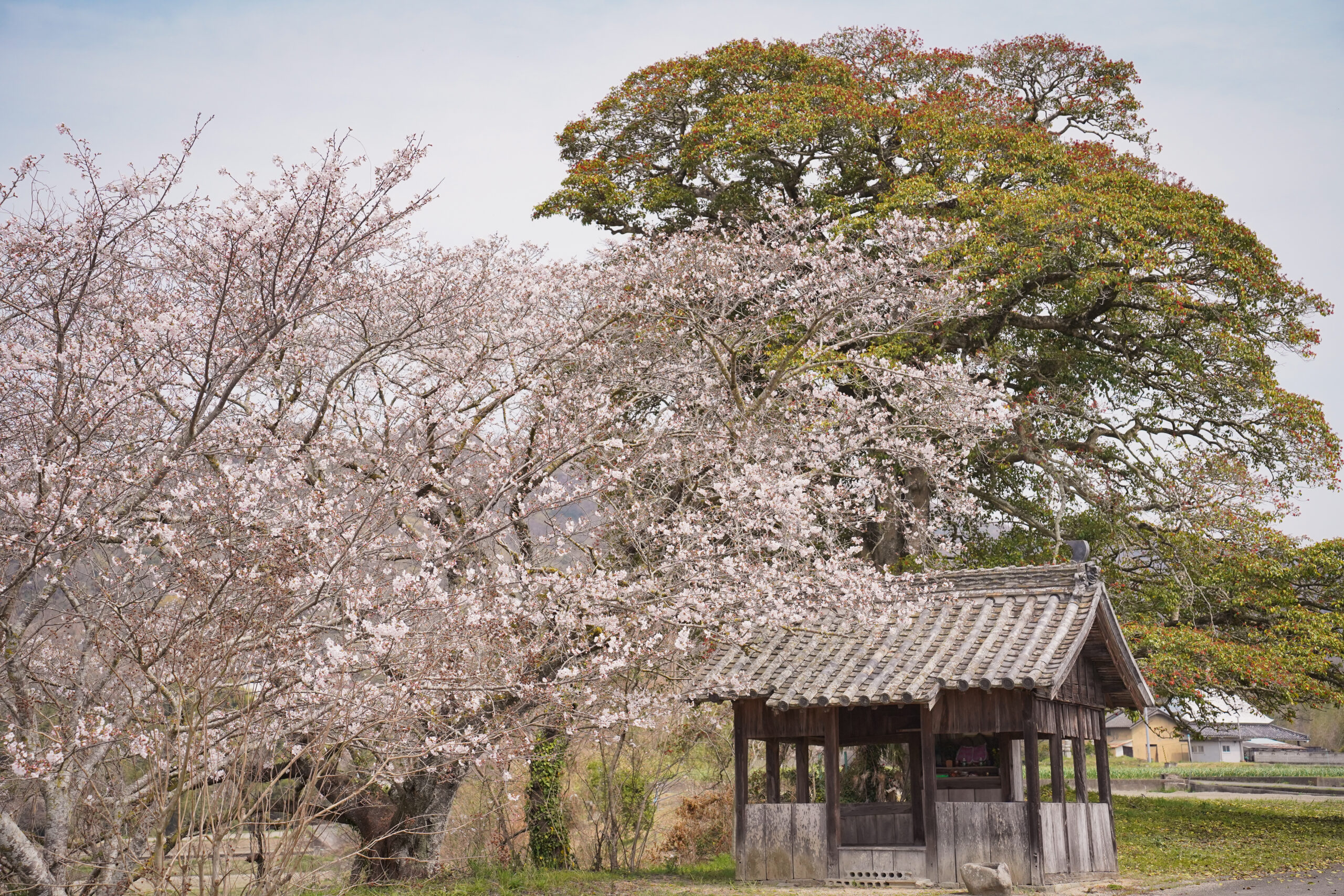 阿波市の桜(2026) | 開花状況や名所まとめ