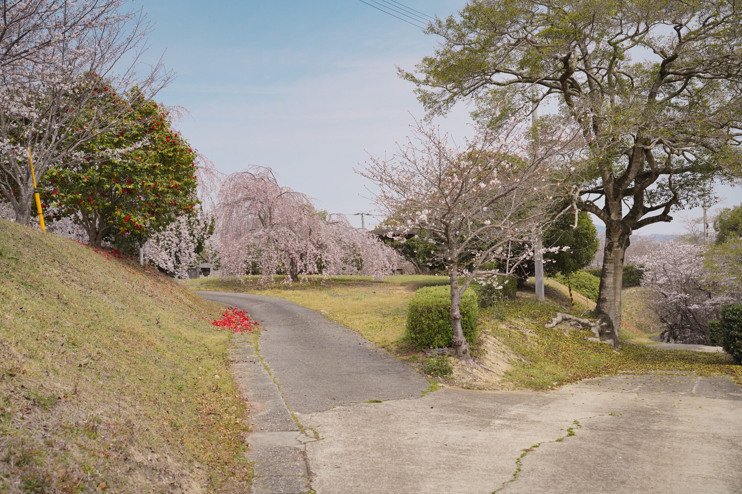阿波市の桜(2026) | 開花状況や名所まとめ