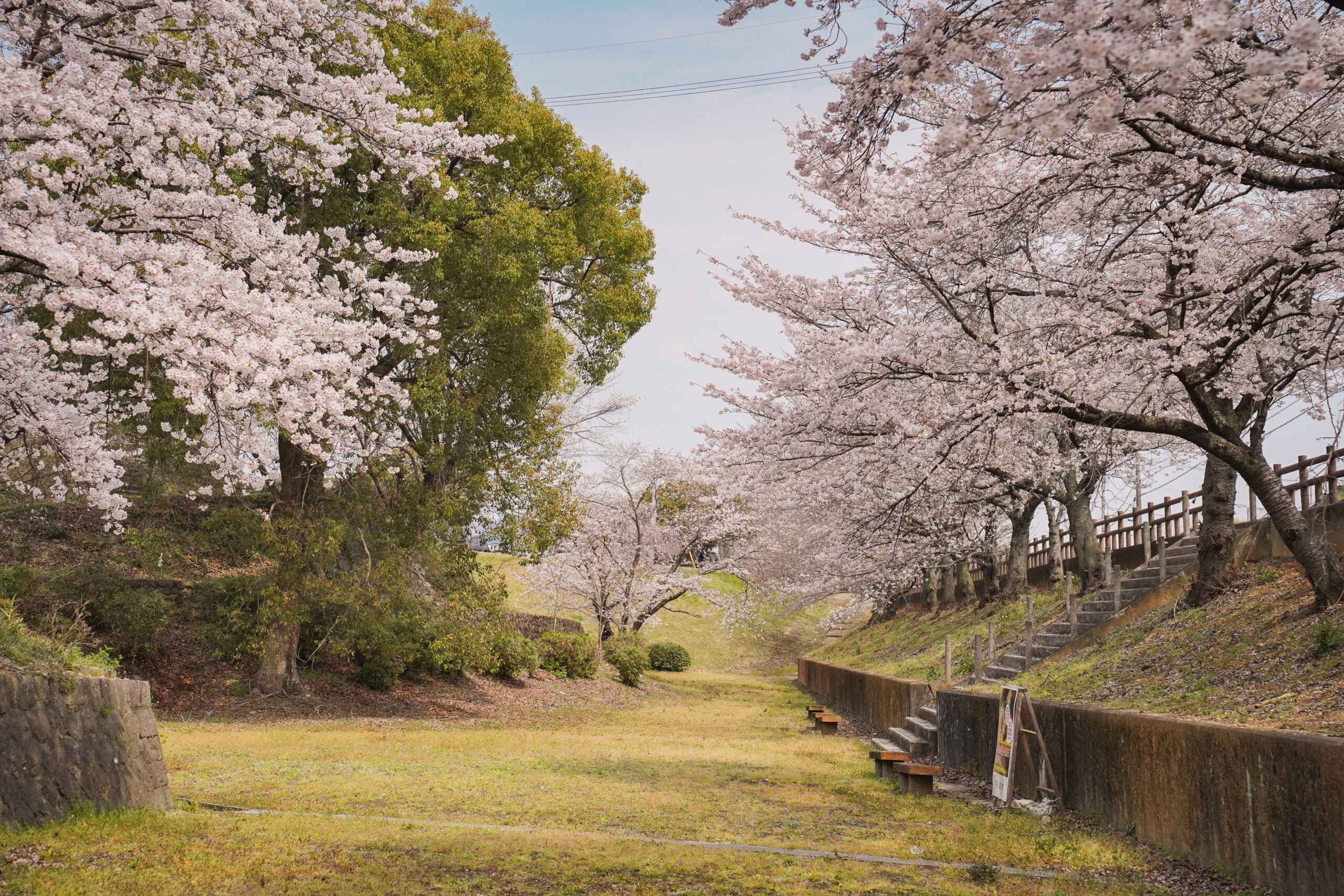 阿波市の桜(2026) | 開花状況や名所まとめ