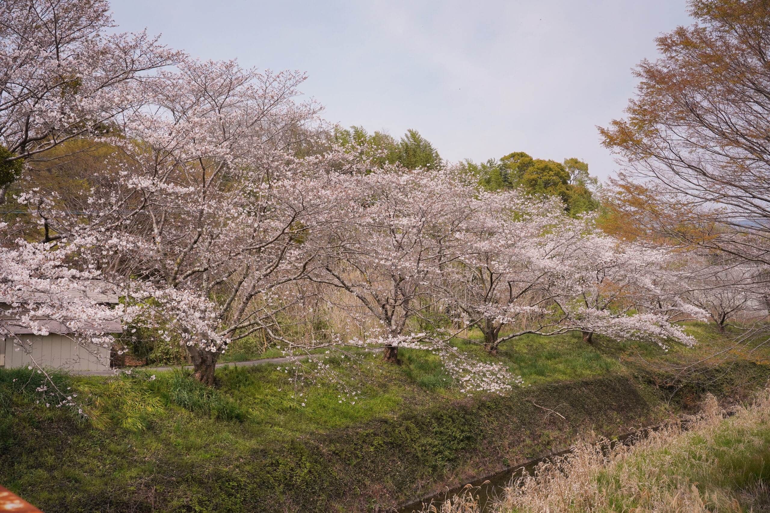 阿波市の桜(2026) | 開花状況や名所まとめ