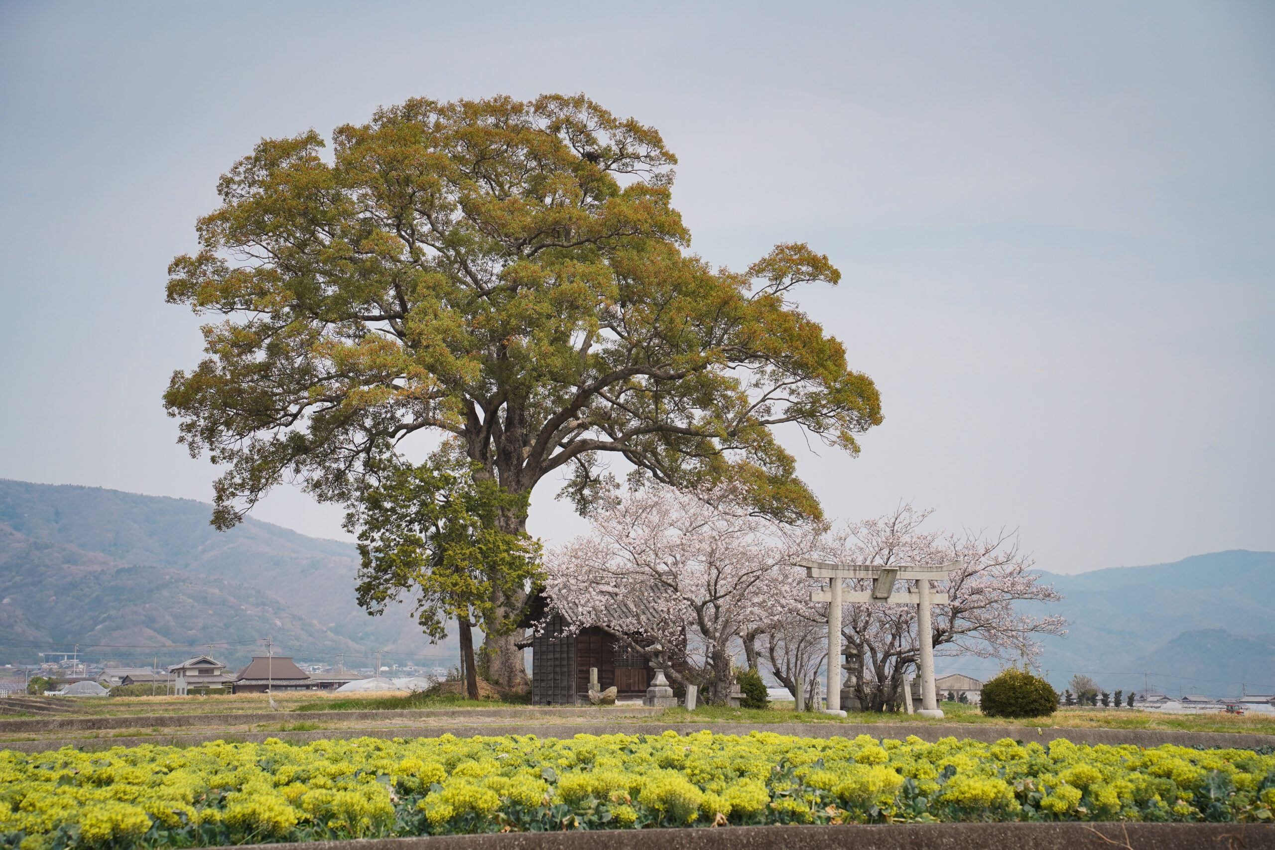 阿波市の桜(2026) | 開花状況や名所まとめ