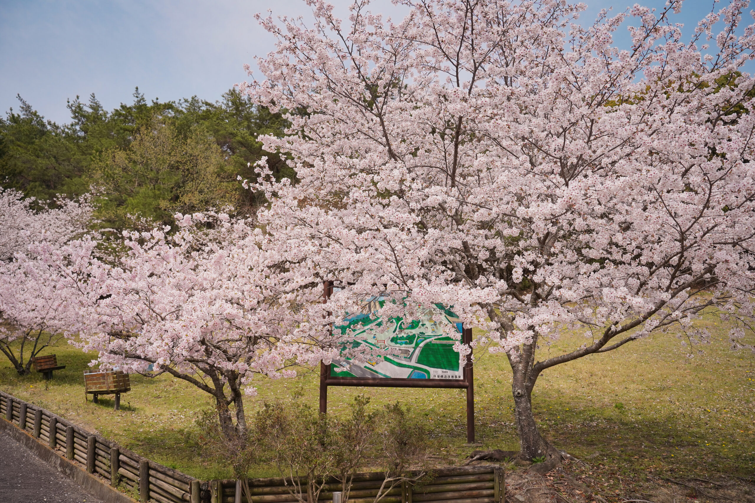 阿波市の桜(2026) | 開花状況や名所まとめ