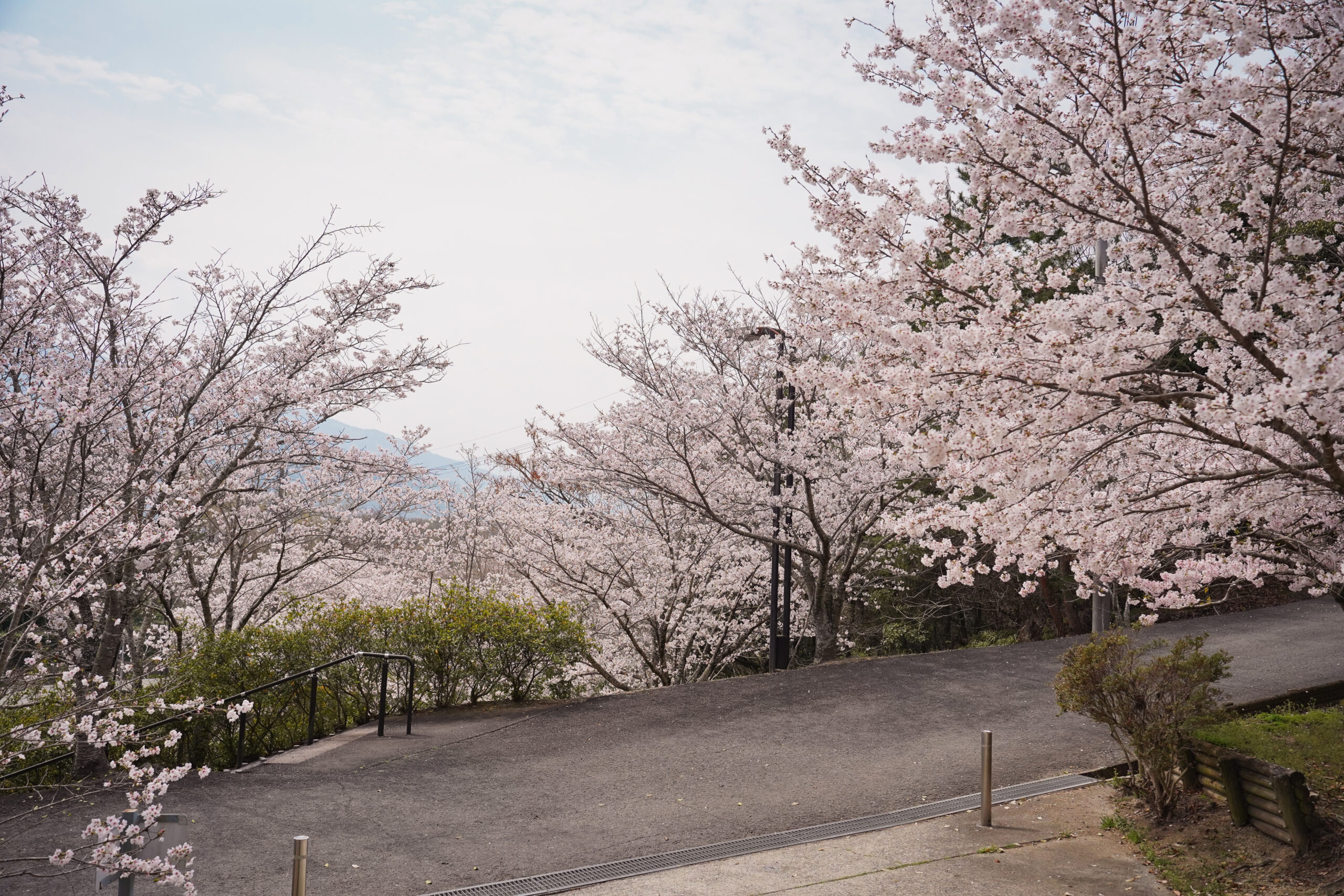 阿波市の桜(2026) | 開花状況や名所まとめ