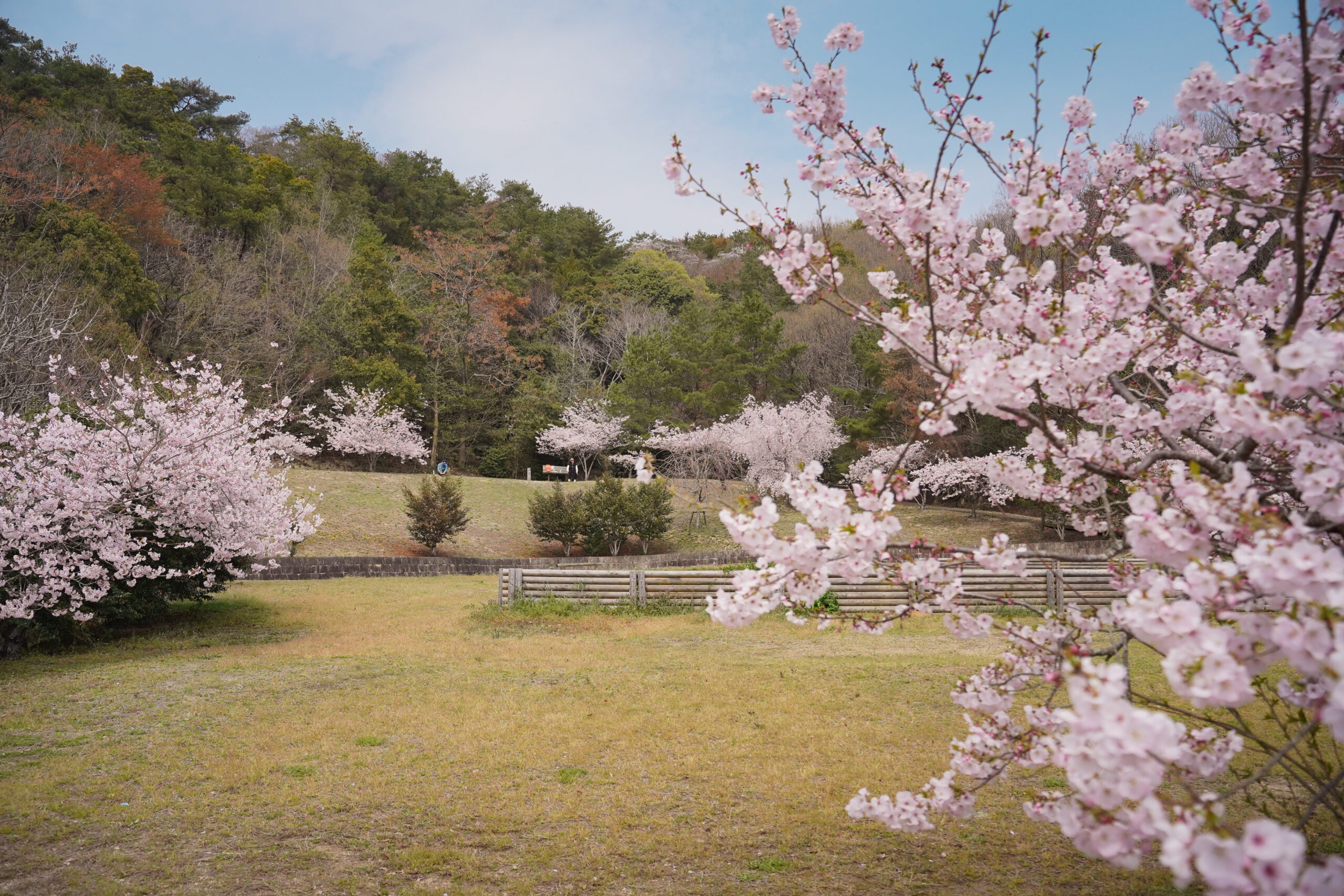 阿波市の桜(2026) | 開花状況や名所まとめ