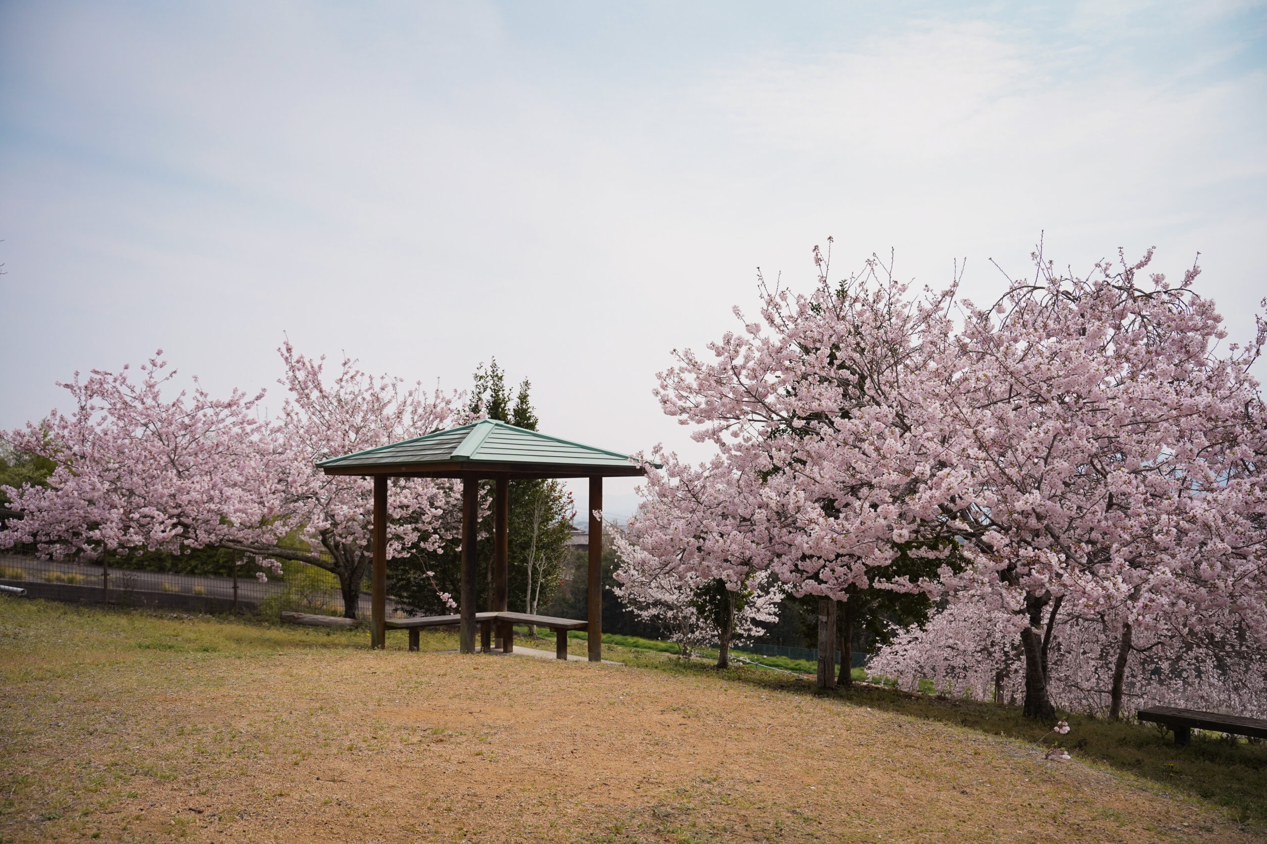 阿波市の桜(2026) | 開花状況や名所まとめ