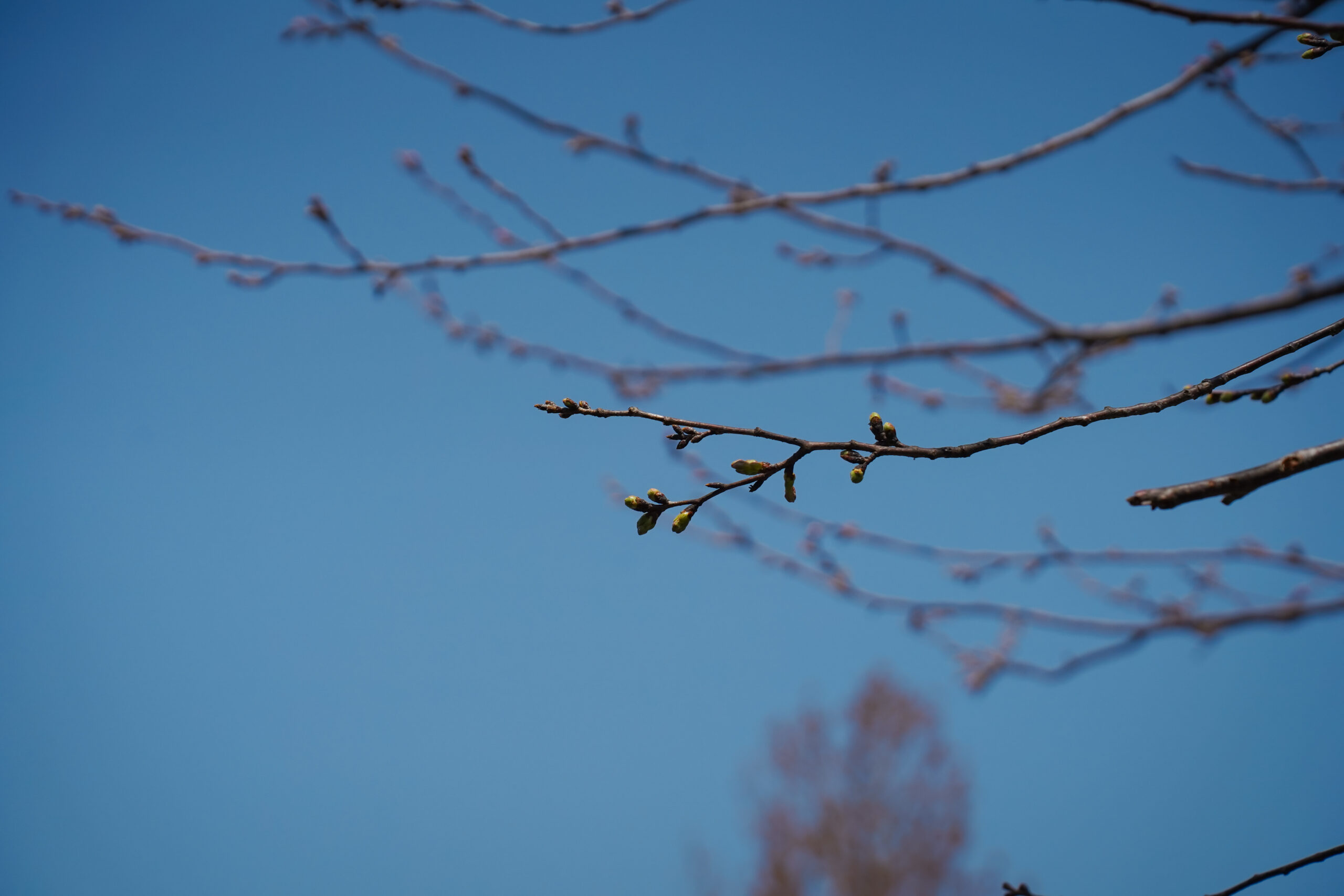 阿波市の桜(2026) | 開花状況や名所まとめ