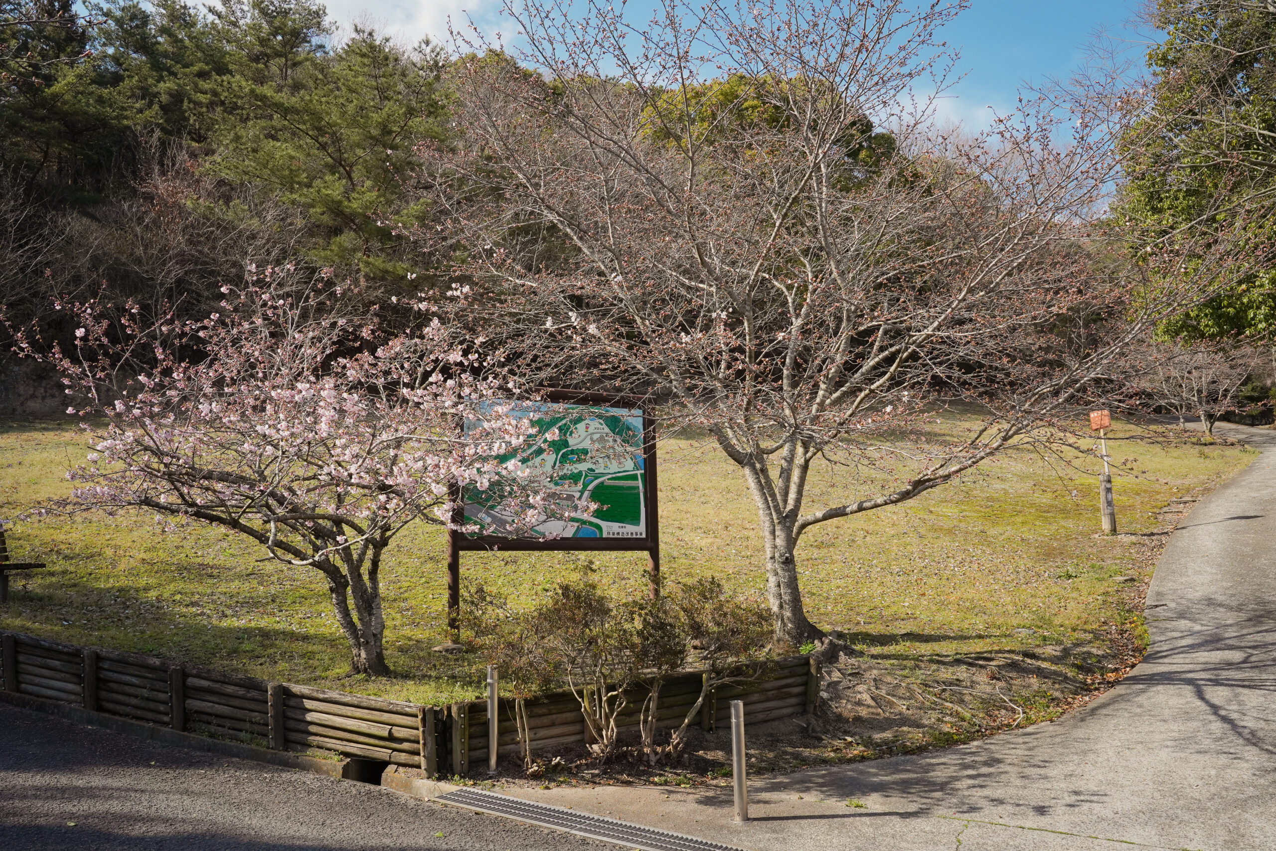 阿波市の桜(2026) | 開花状況や名所まとめ