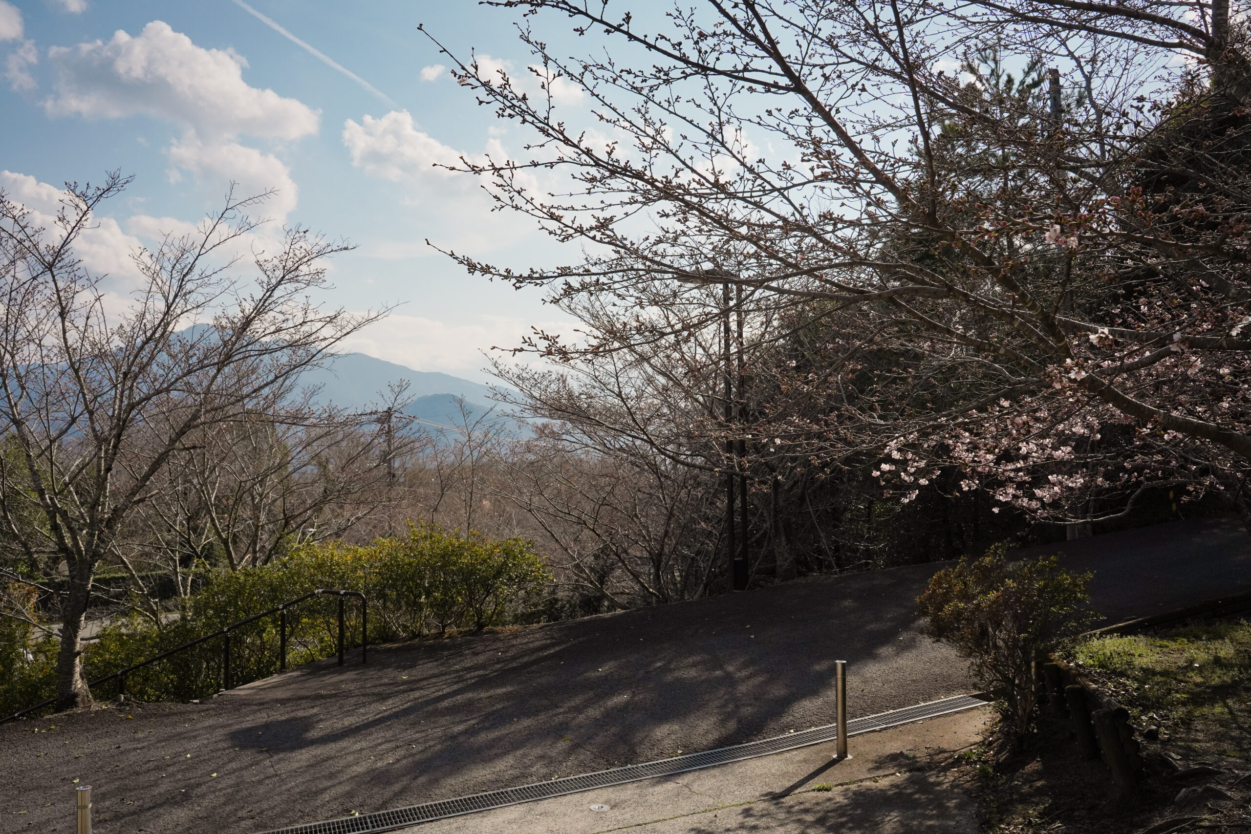 阿波市の桜(2026) | 開花状況や名所まとめ
