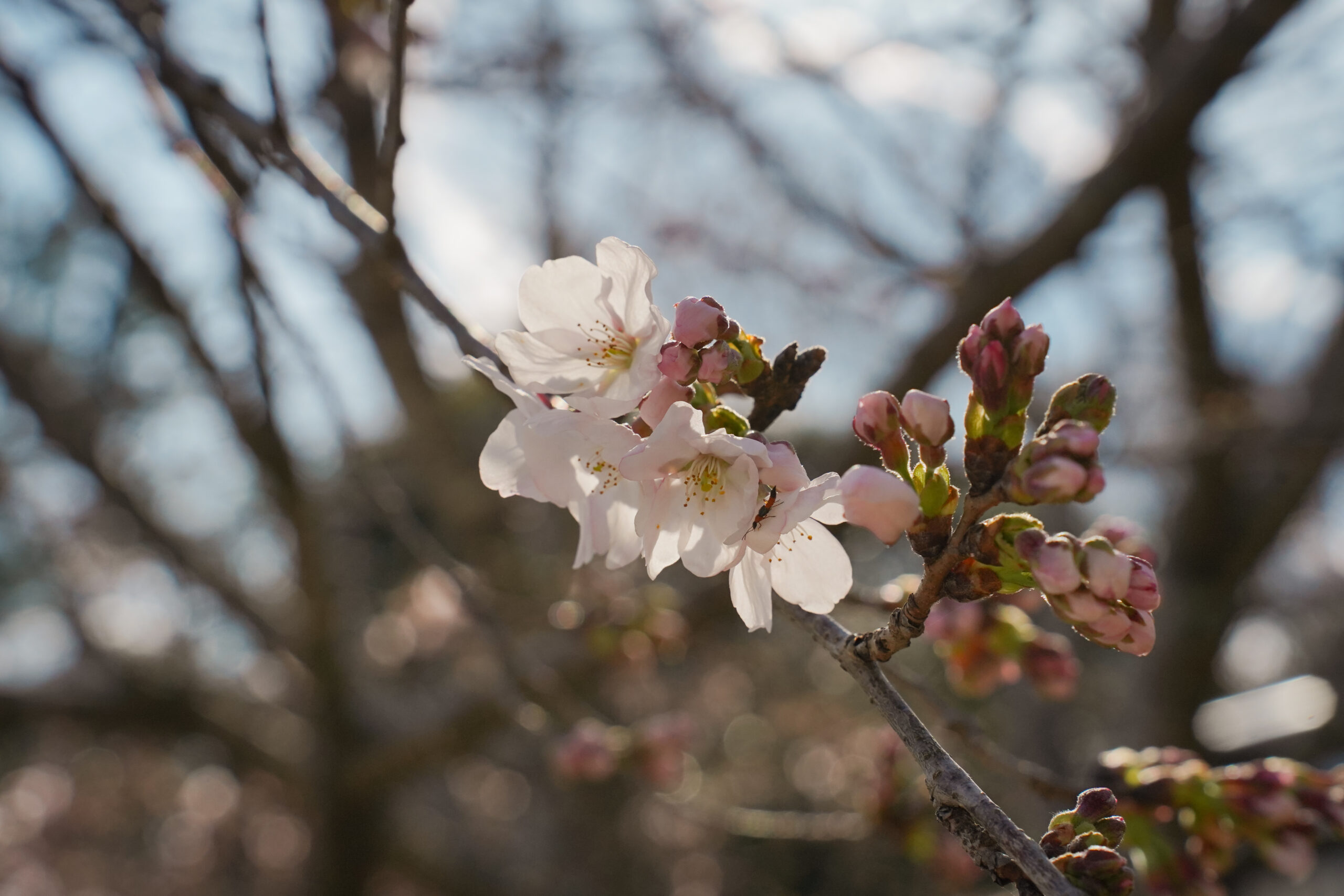 阿波市の桜(2026) | 開花状況や名所まとめ