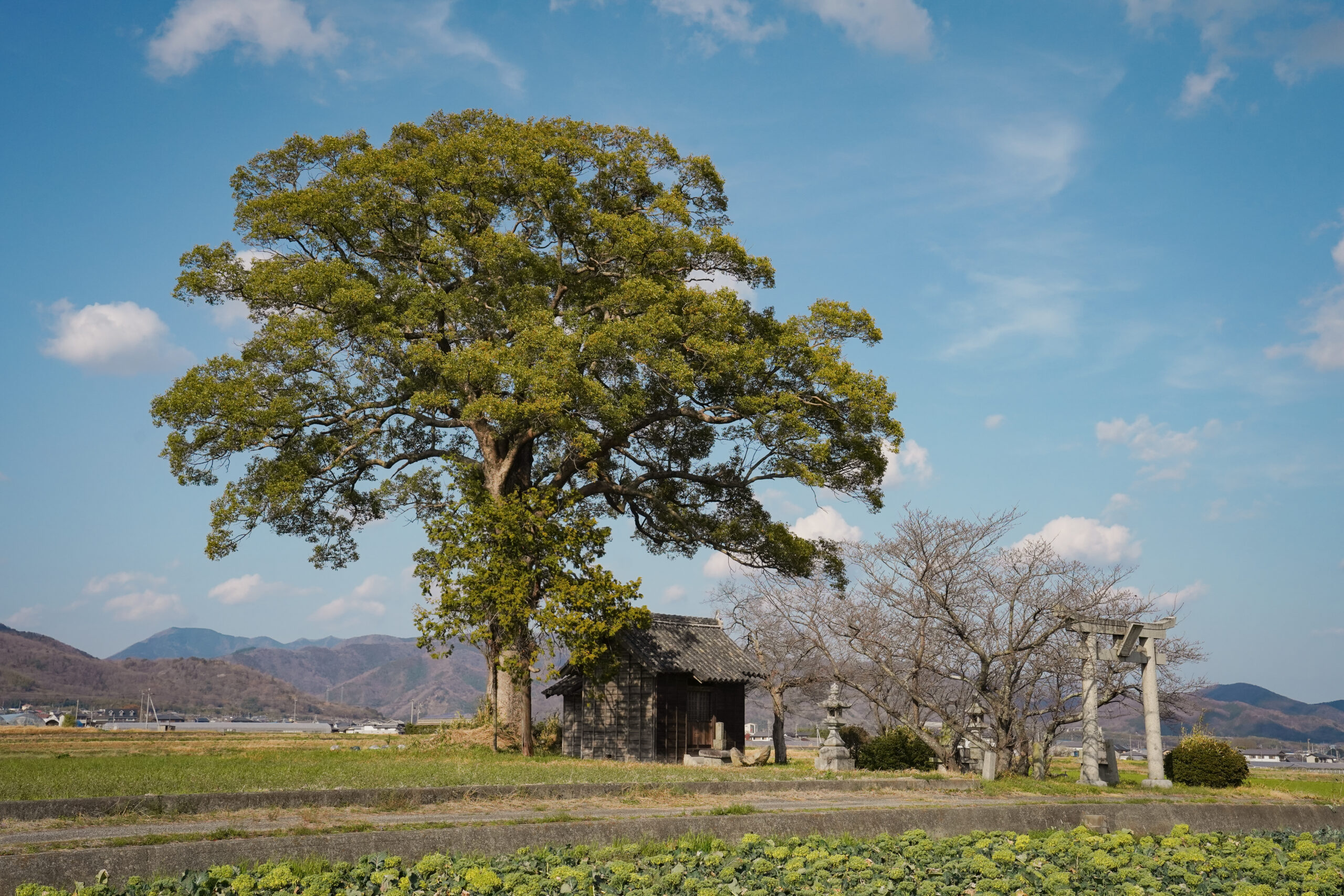 阿波市の桜(2026) | 開花状況や名所まとめ