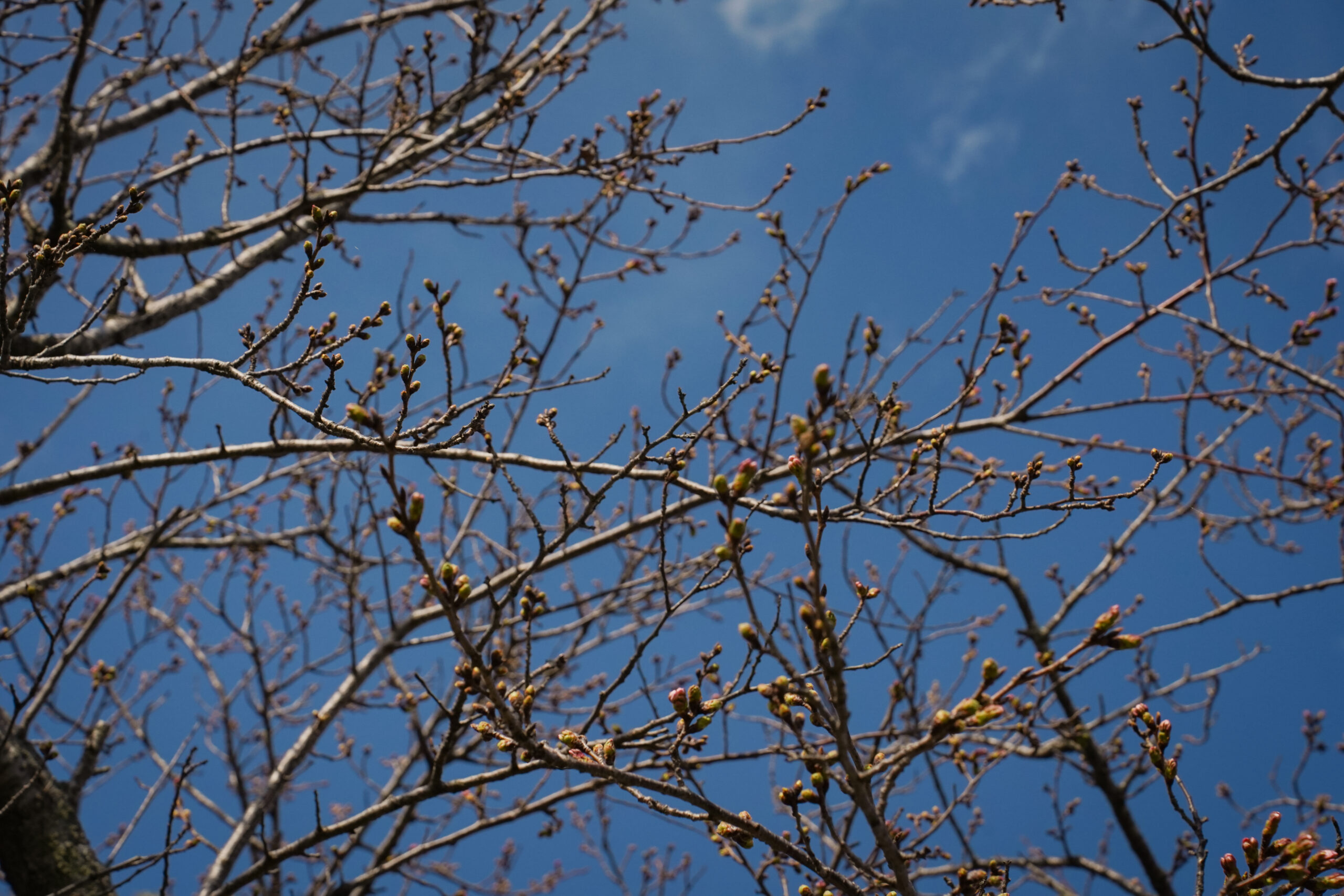 阿波市の桜(2026) | 開花状況や名所まとめ