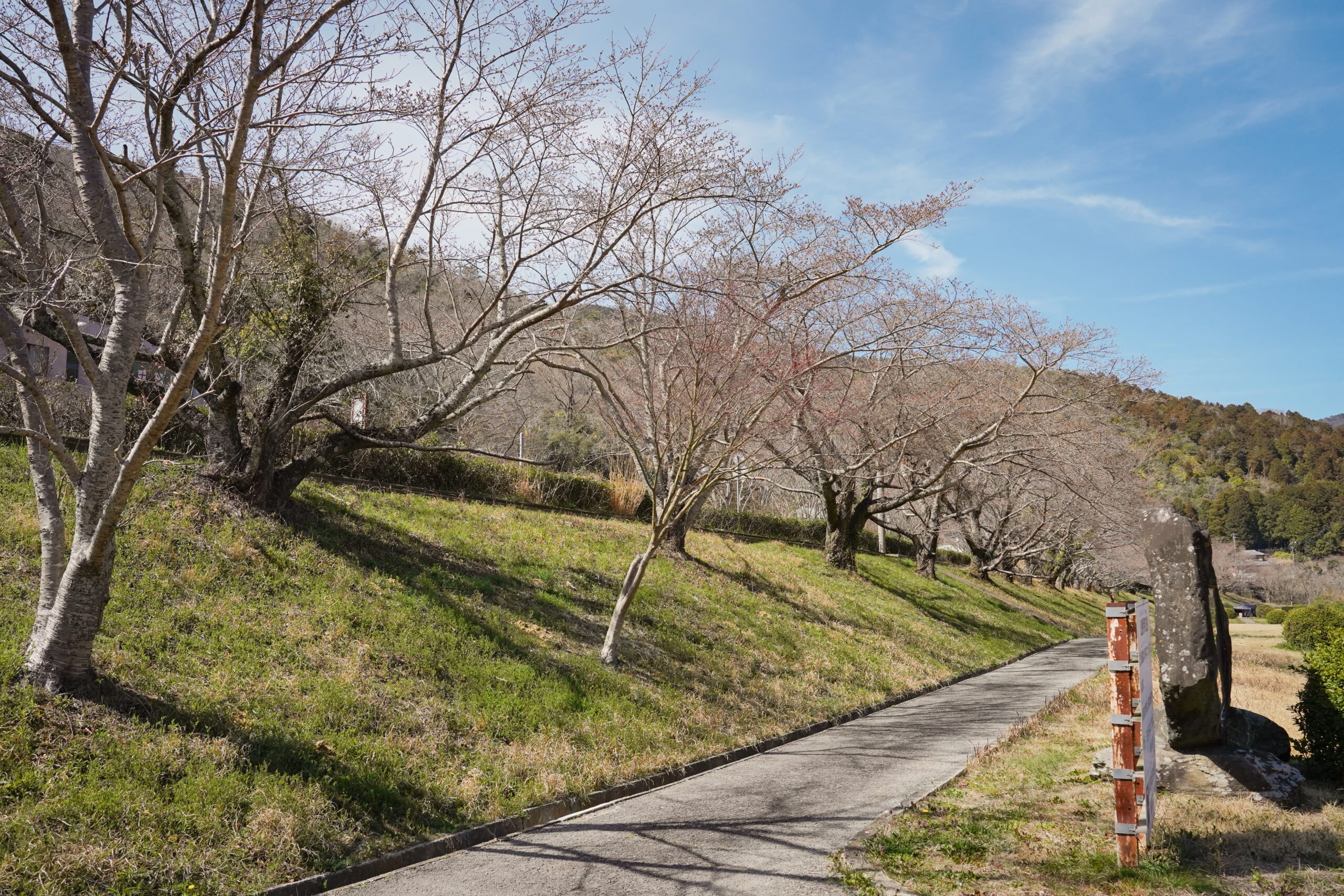 阿波市の桜(2026) | 開花状況や名所まとめ