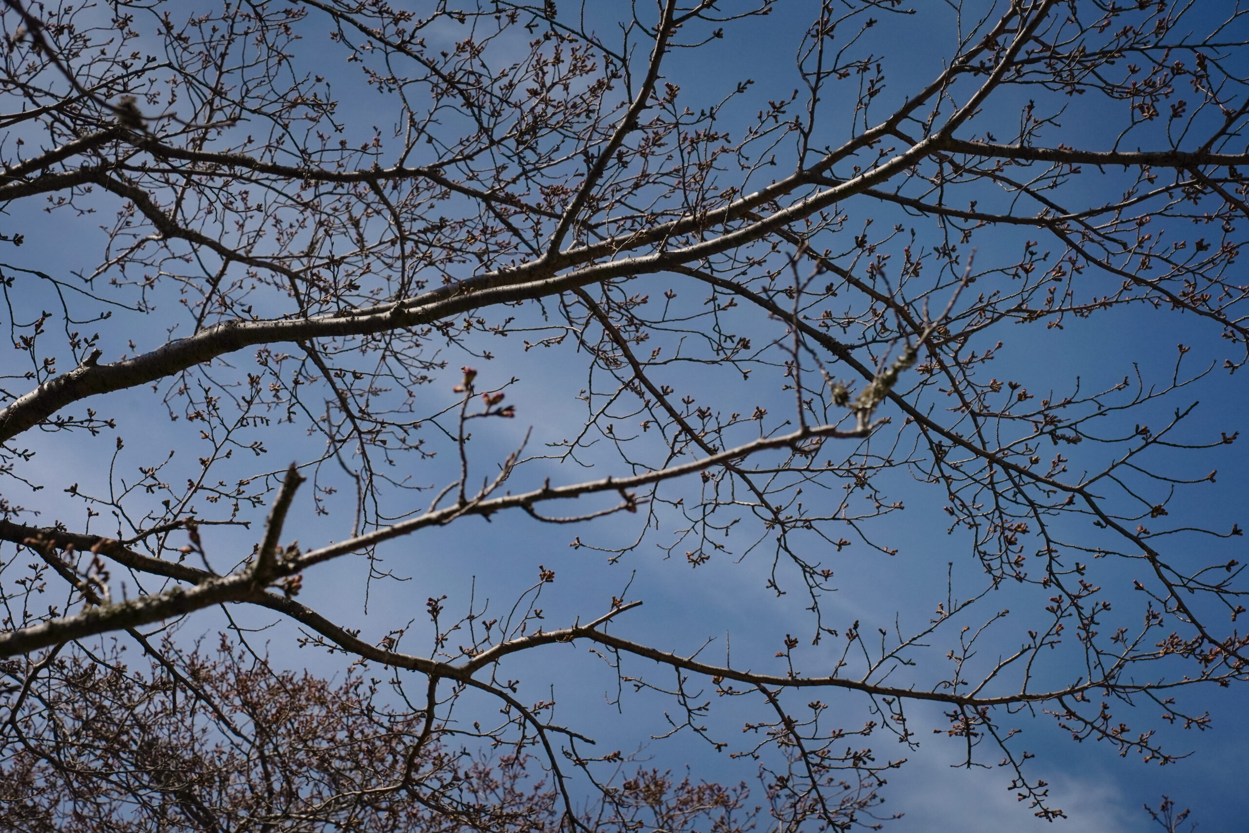 阿波市の桜(2026) | 開花状況や名所まとめ