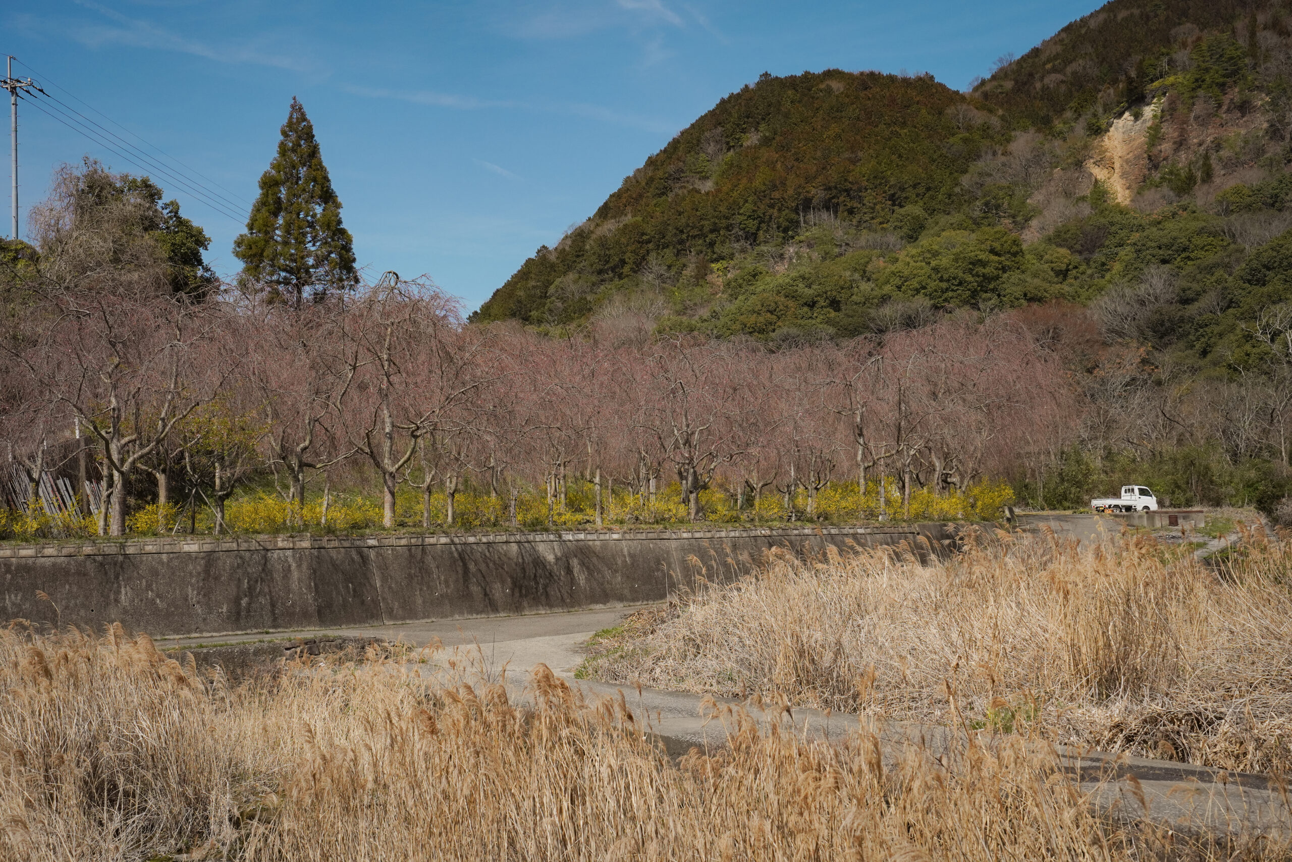 阿波市の桜(2026) | 開花状況や名所まとめ