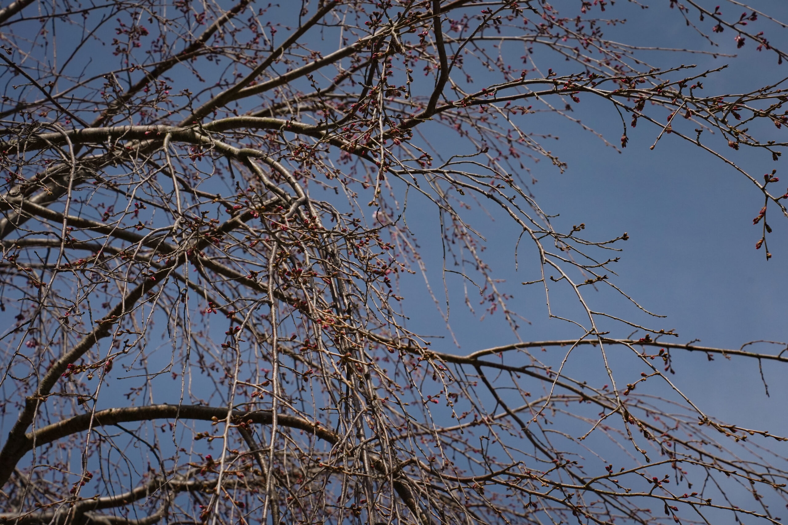 阿波市の桜(2026) | 開花状況や名所まとめ