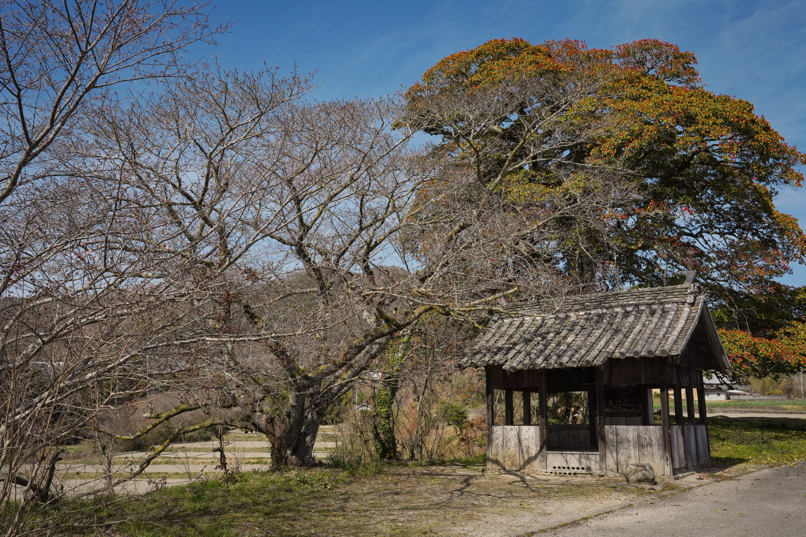 阿波市の桜(2026) | 開花状況や名所まとめ