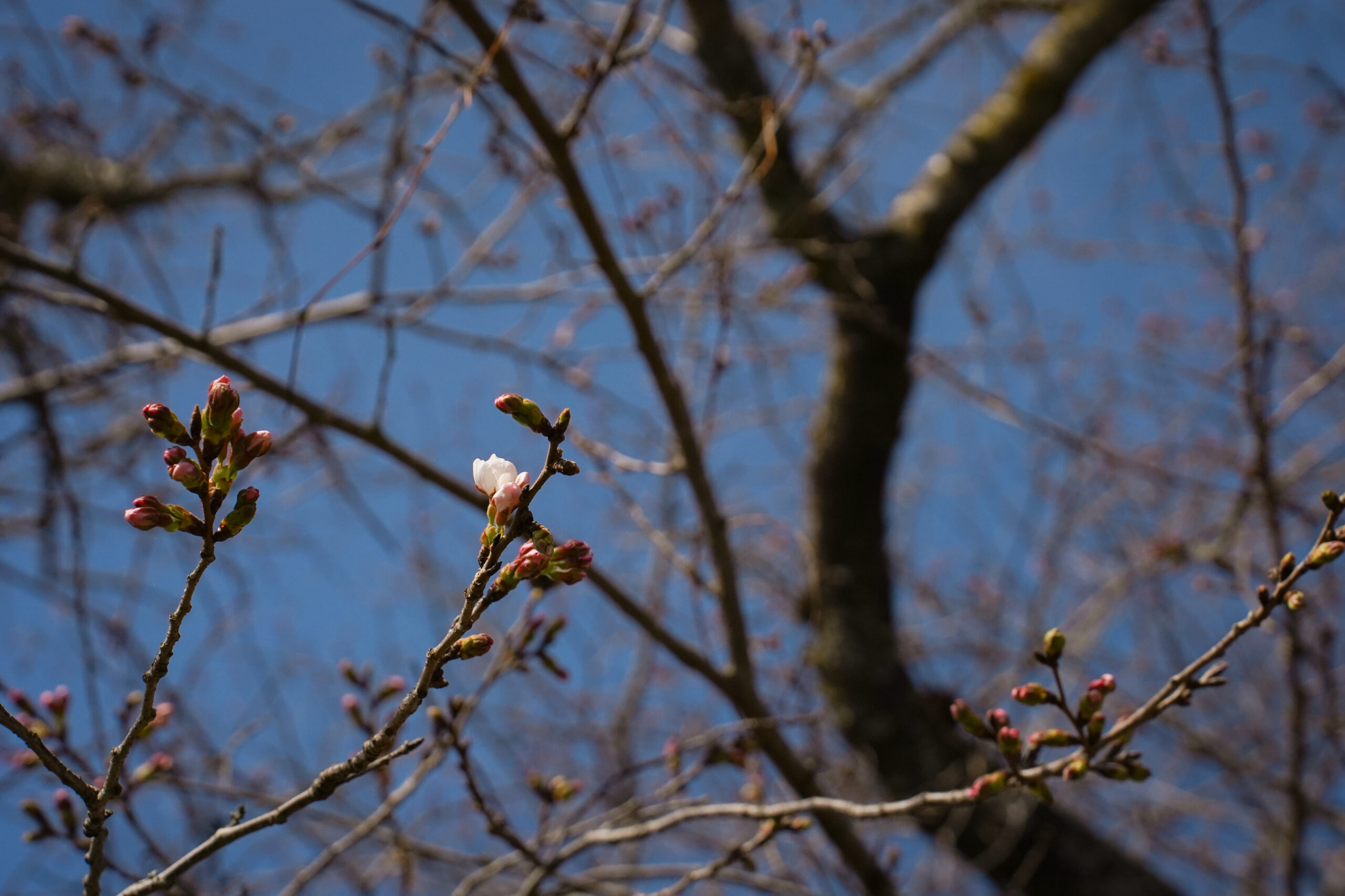 阿波市の桜(2026) | 開花状況や名所まとめ