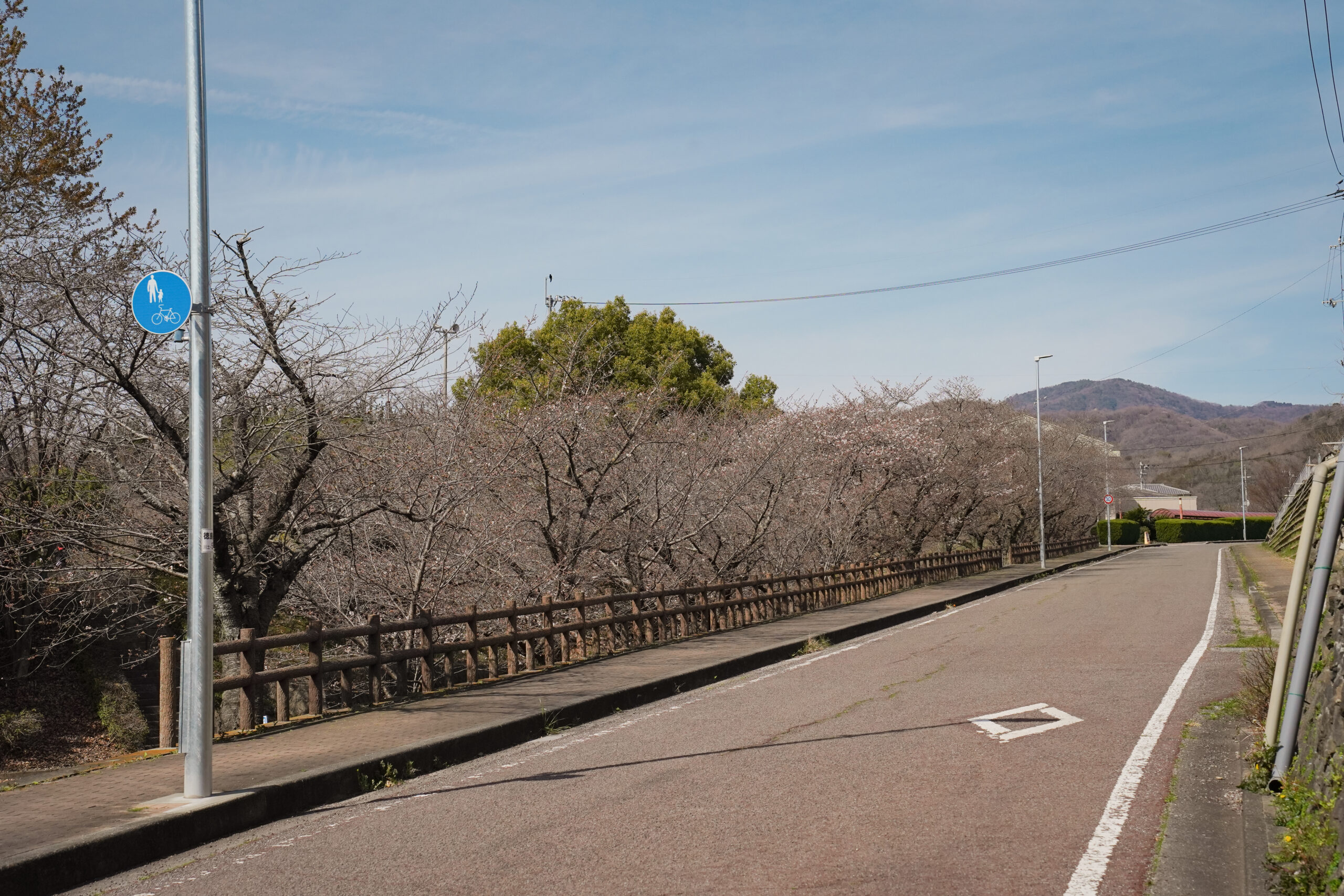 阿波市の桜(2026) | 開花状況や名所まとめ